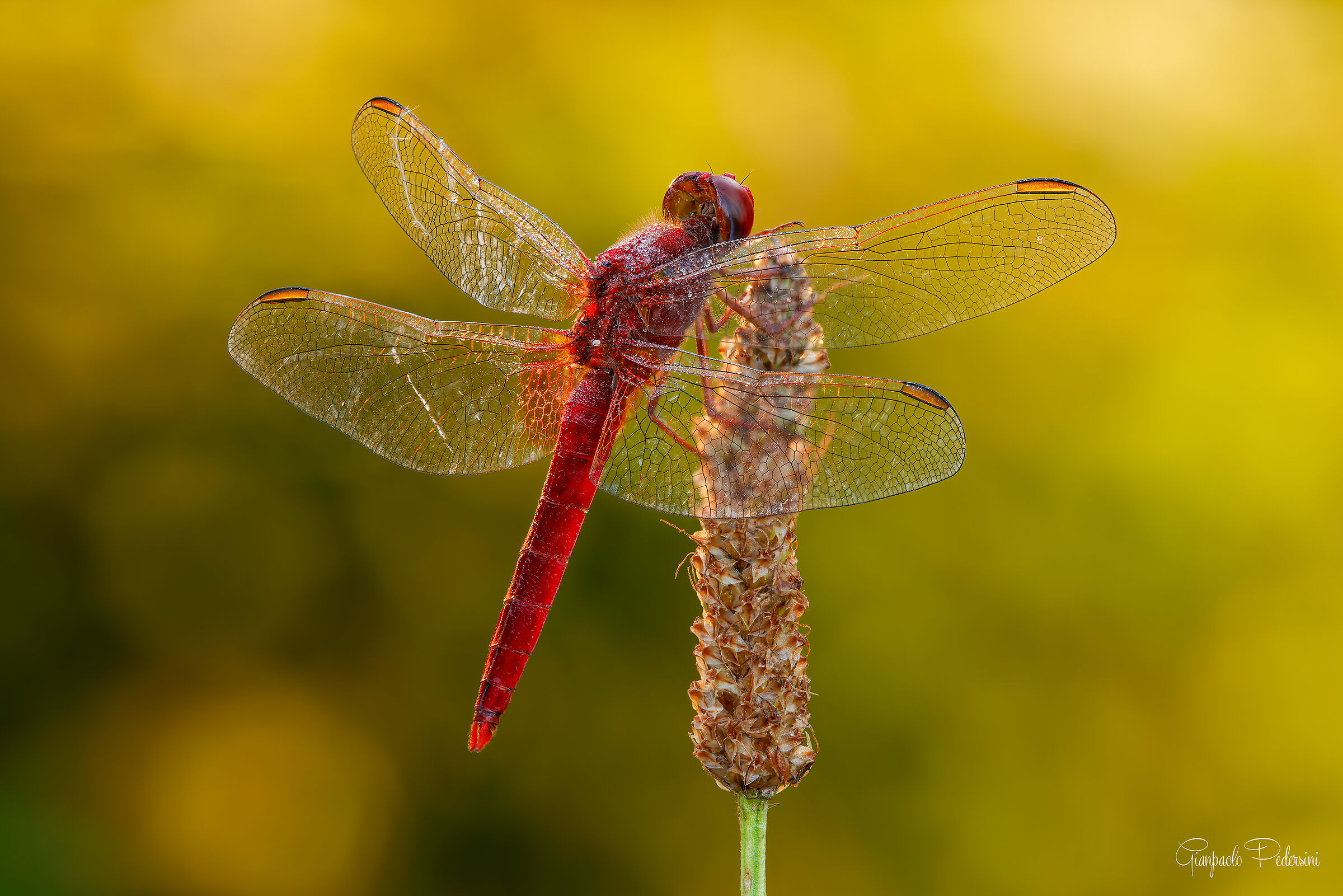 Rosso fuoco
