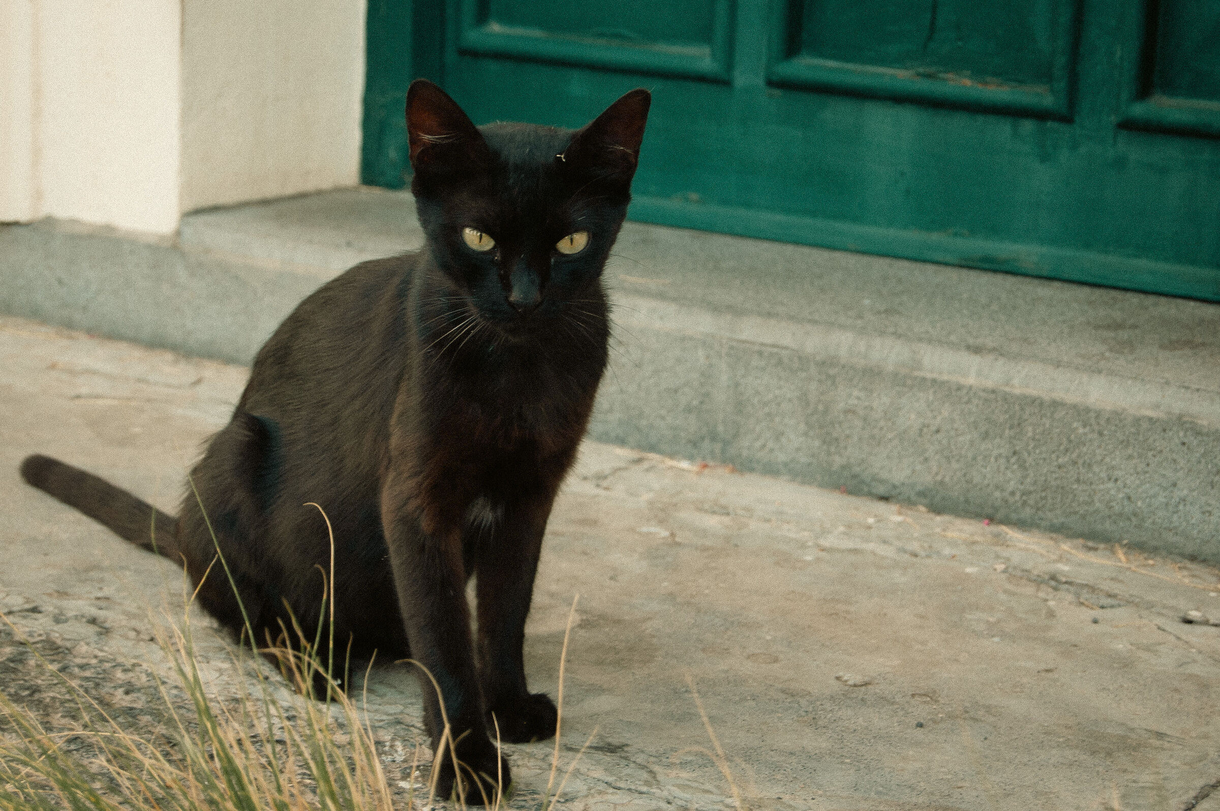 Ritratto di gatto nero