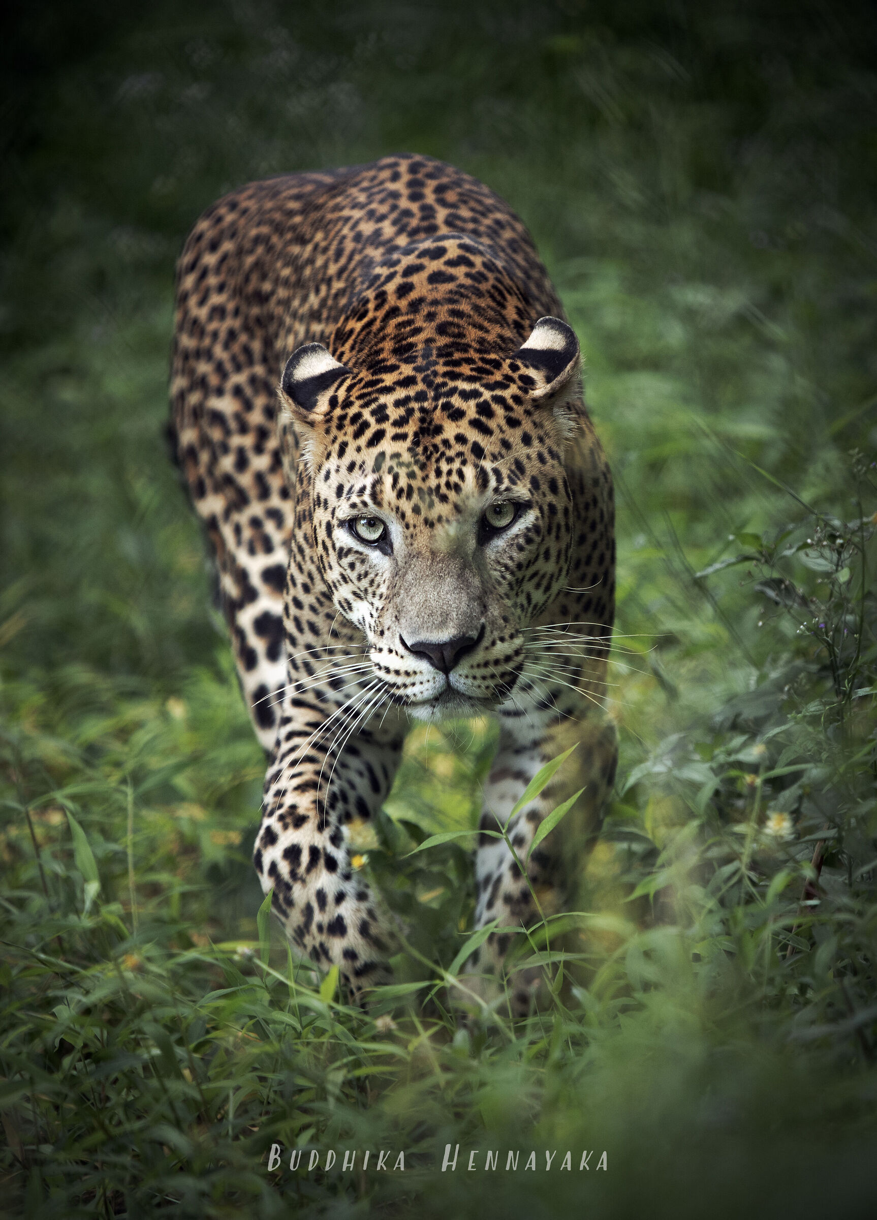 Leopard _ sri lanka