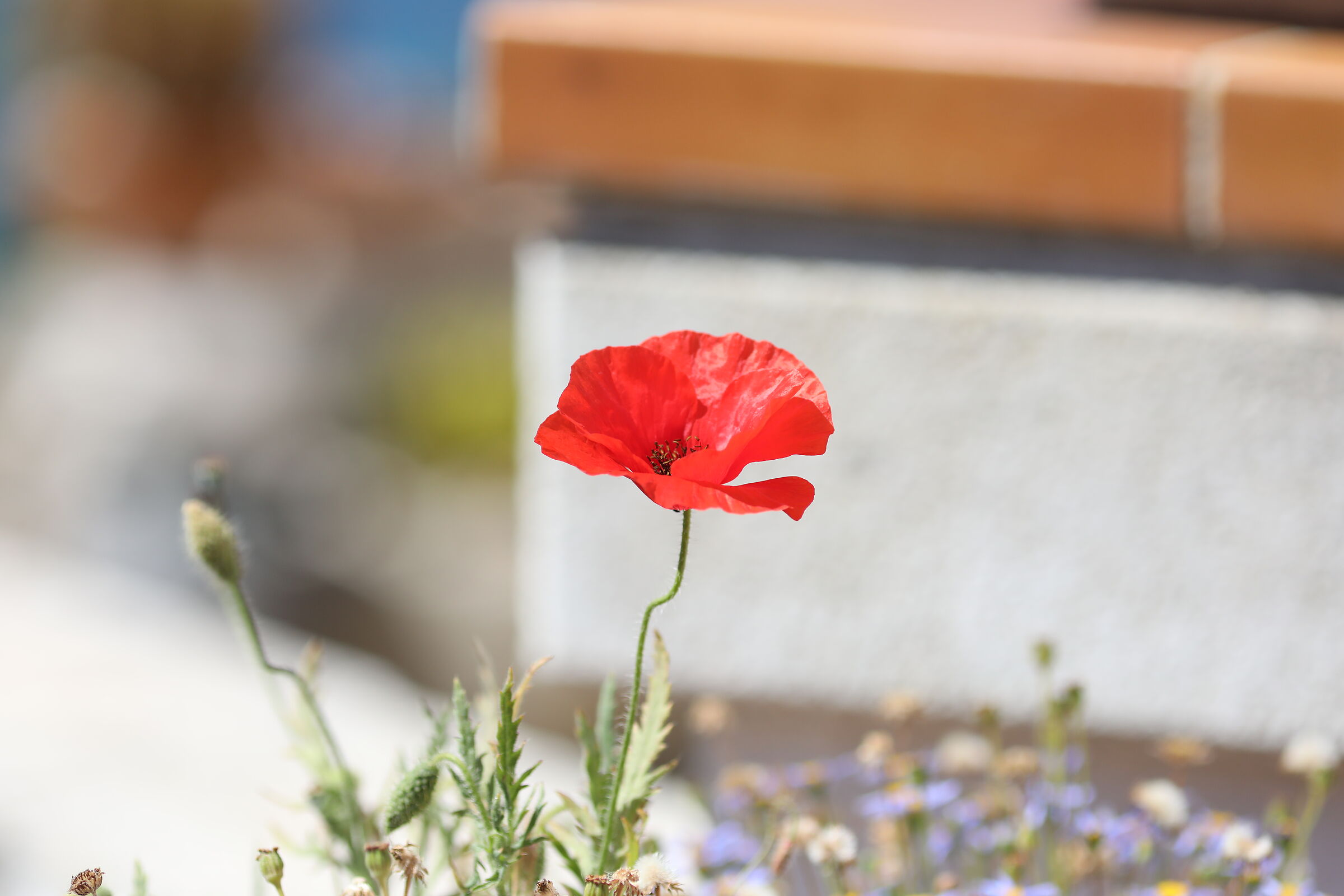 Crop 189,1/4 Mila- Canon 135 F. 2 L+ TC 1.4 iii, 5 D IV