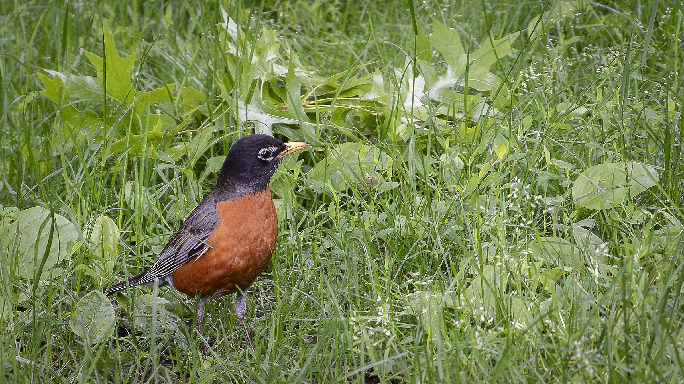 American Robin
