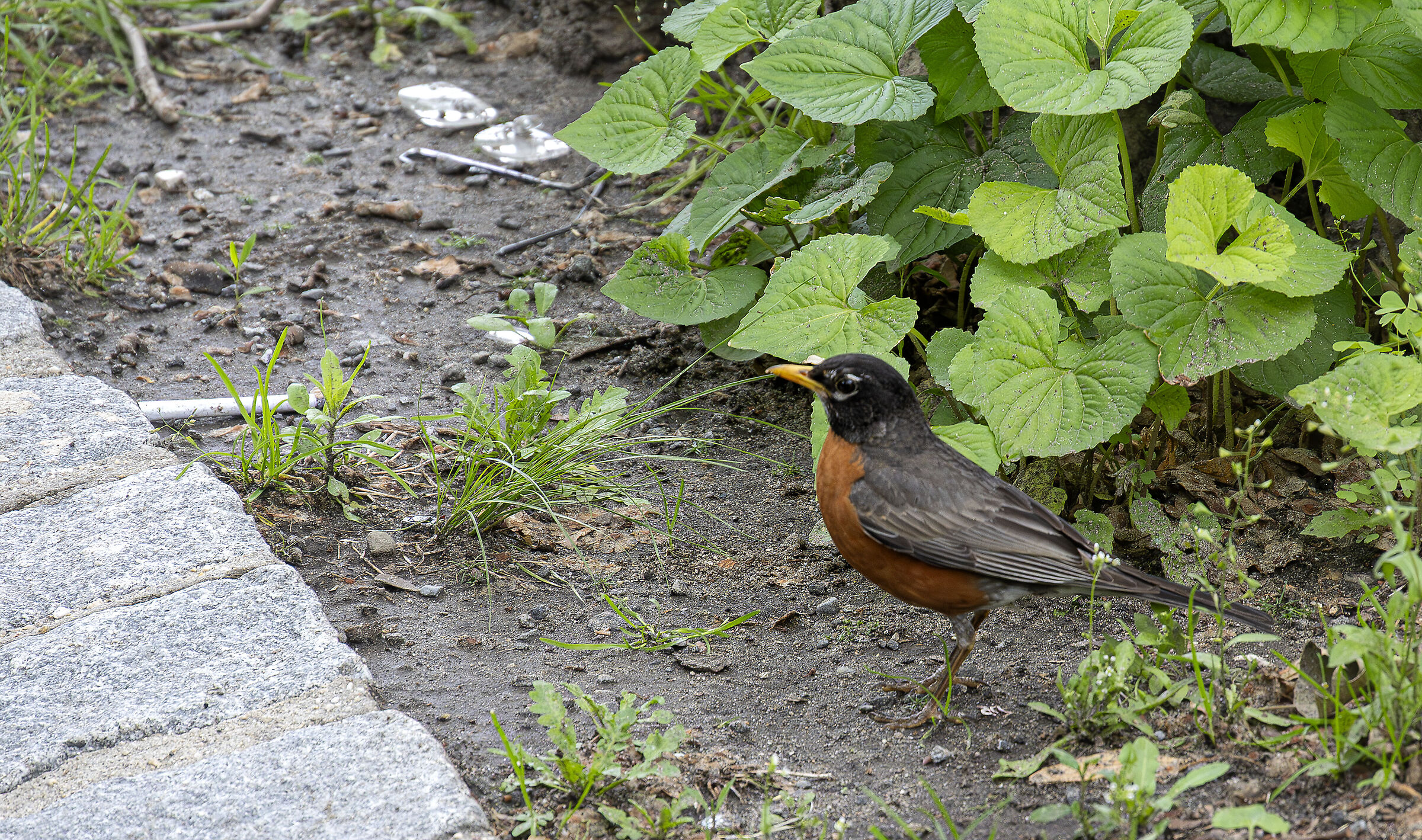 American Robin
