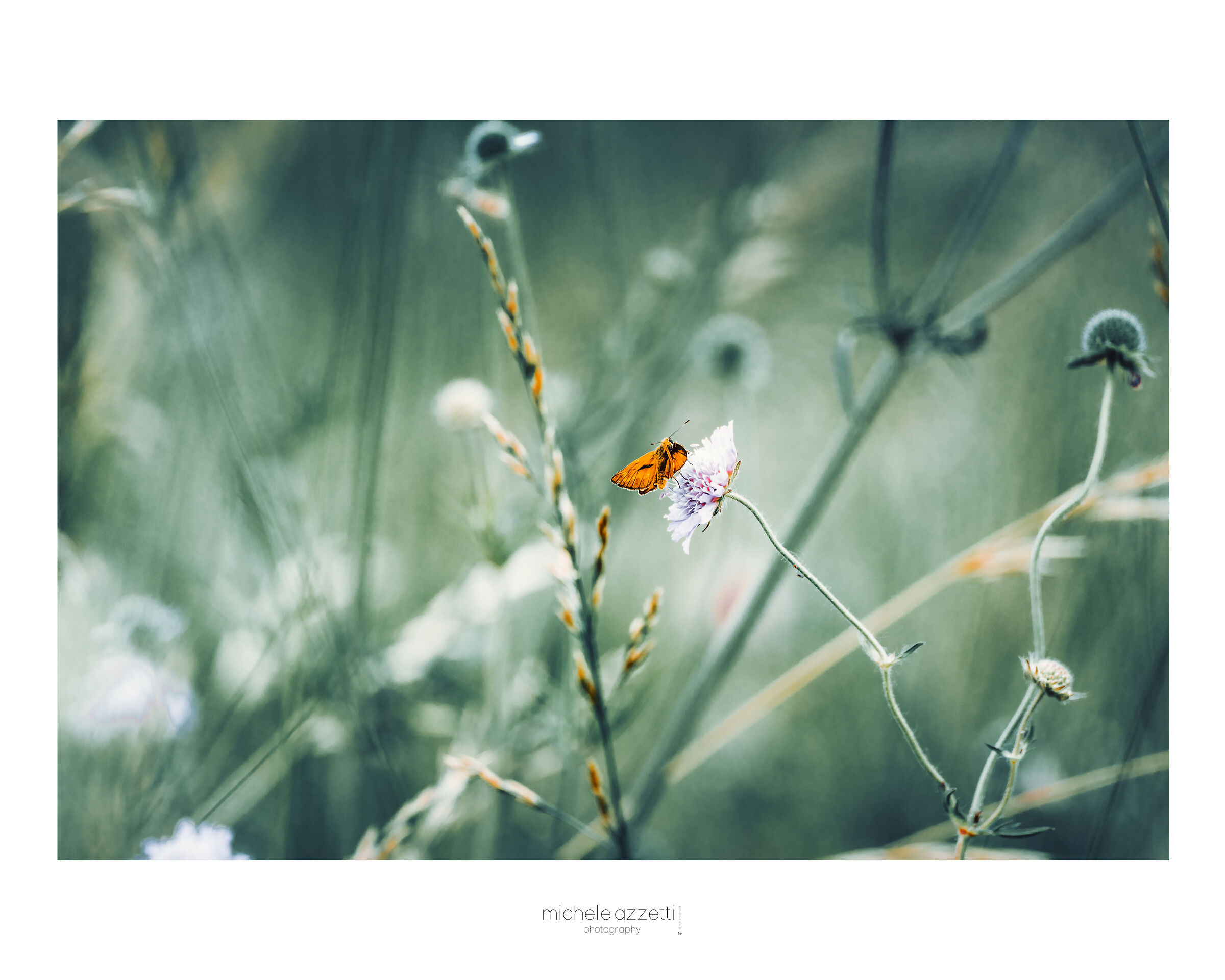 The butterfly