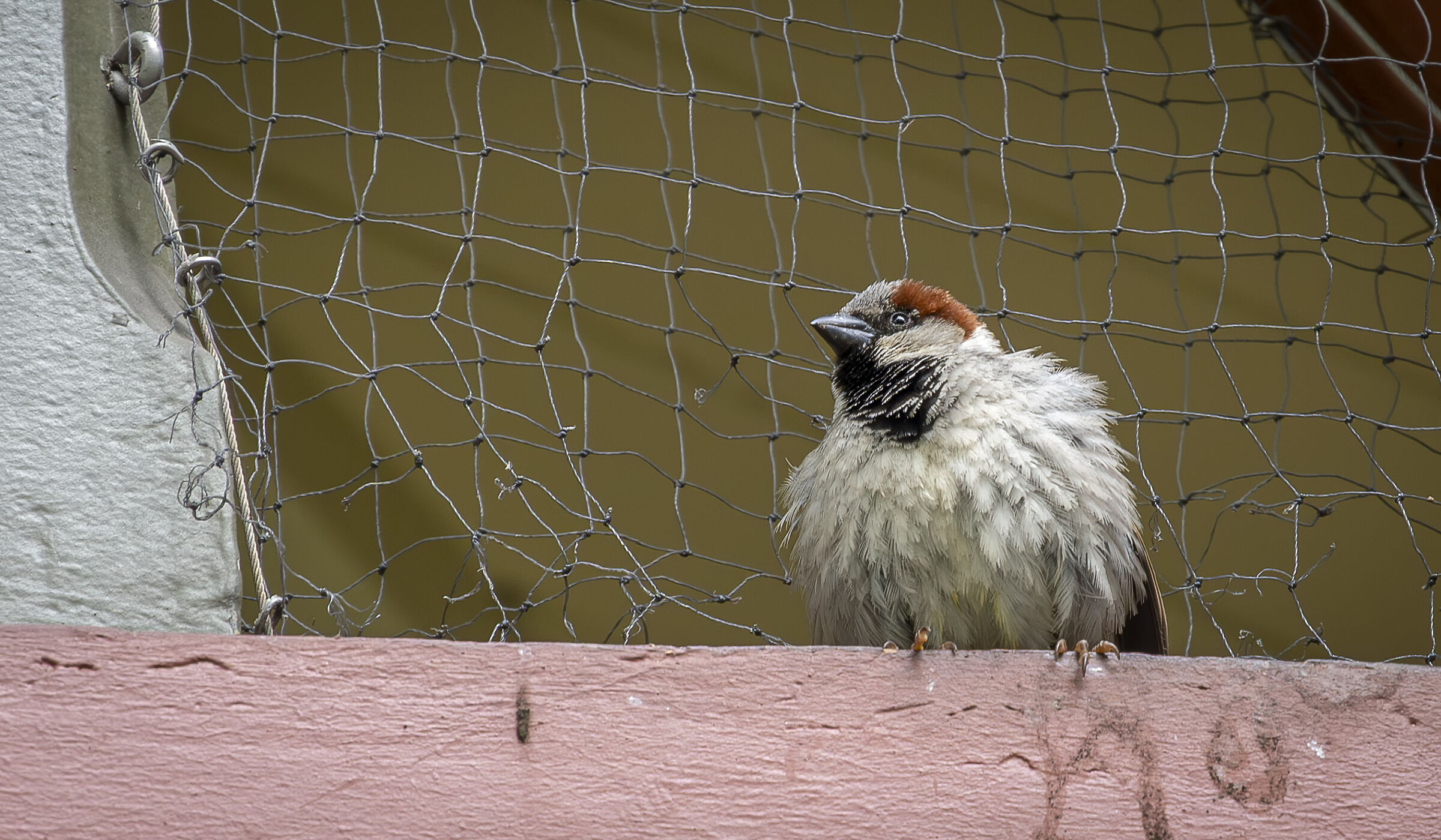 House Sparrow