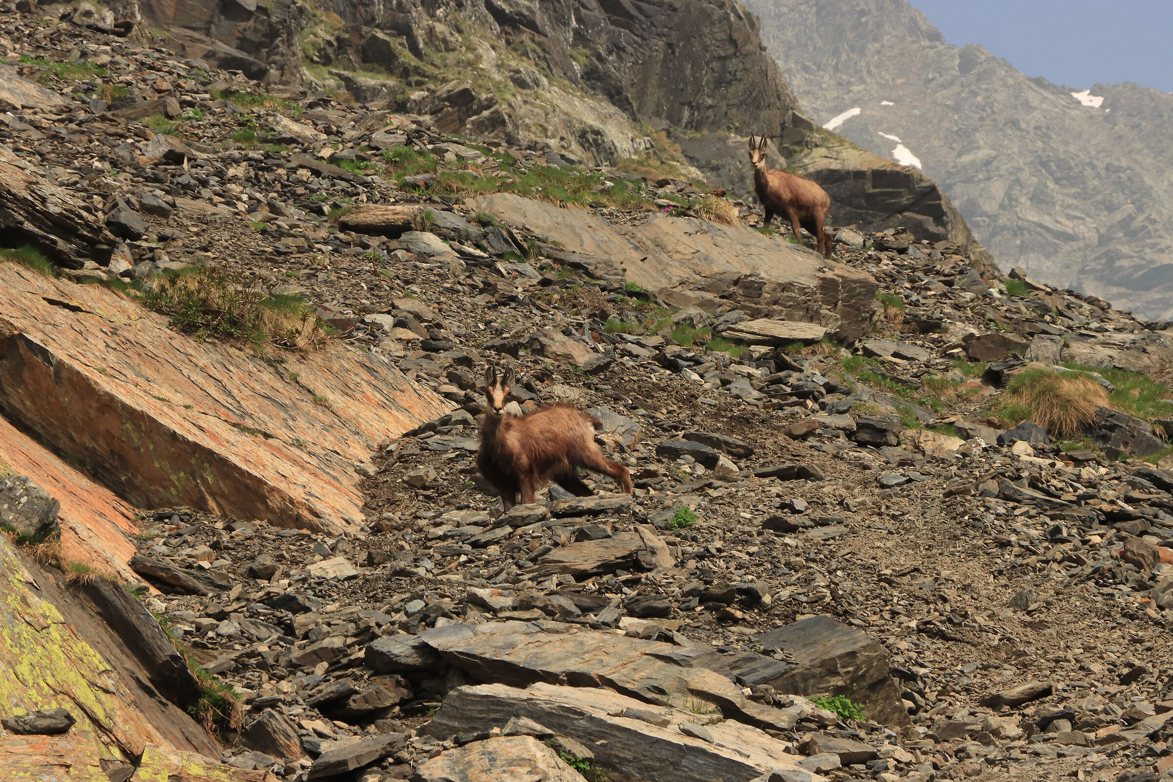 Chamois among the rocks