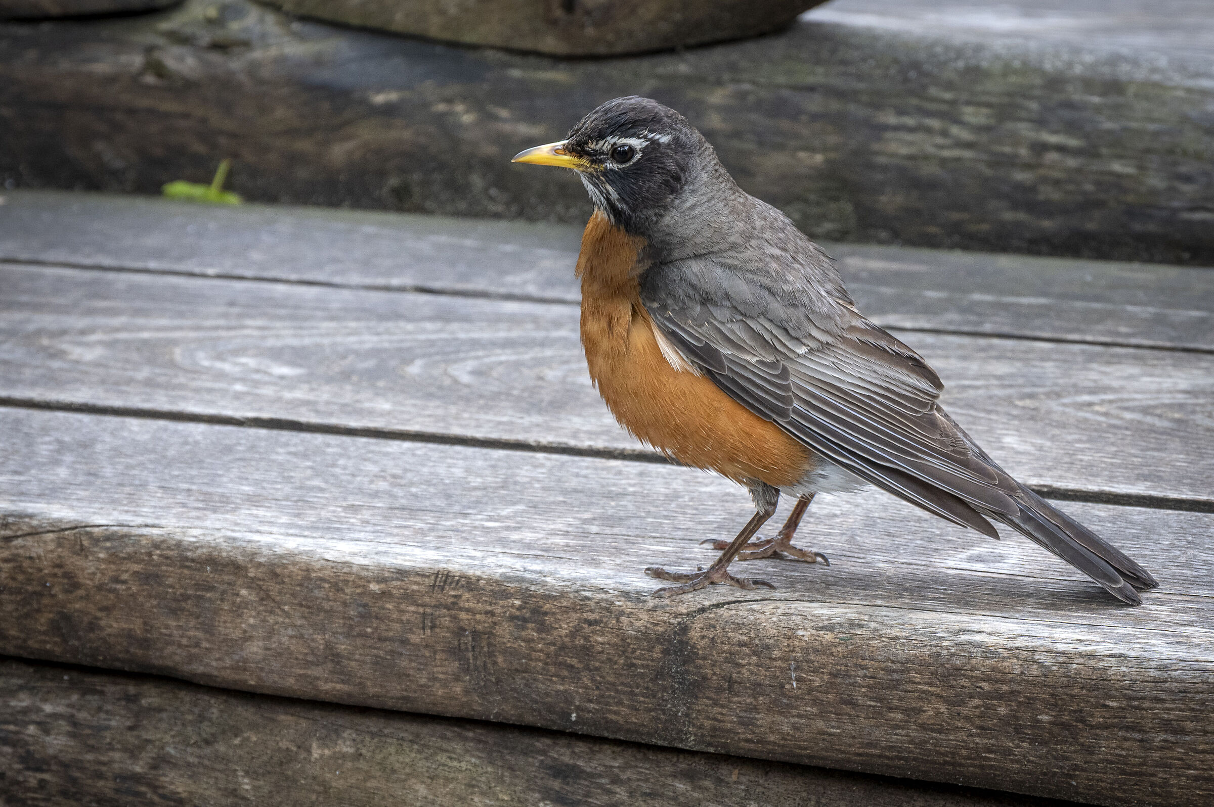 American Robin