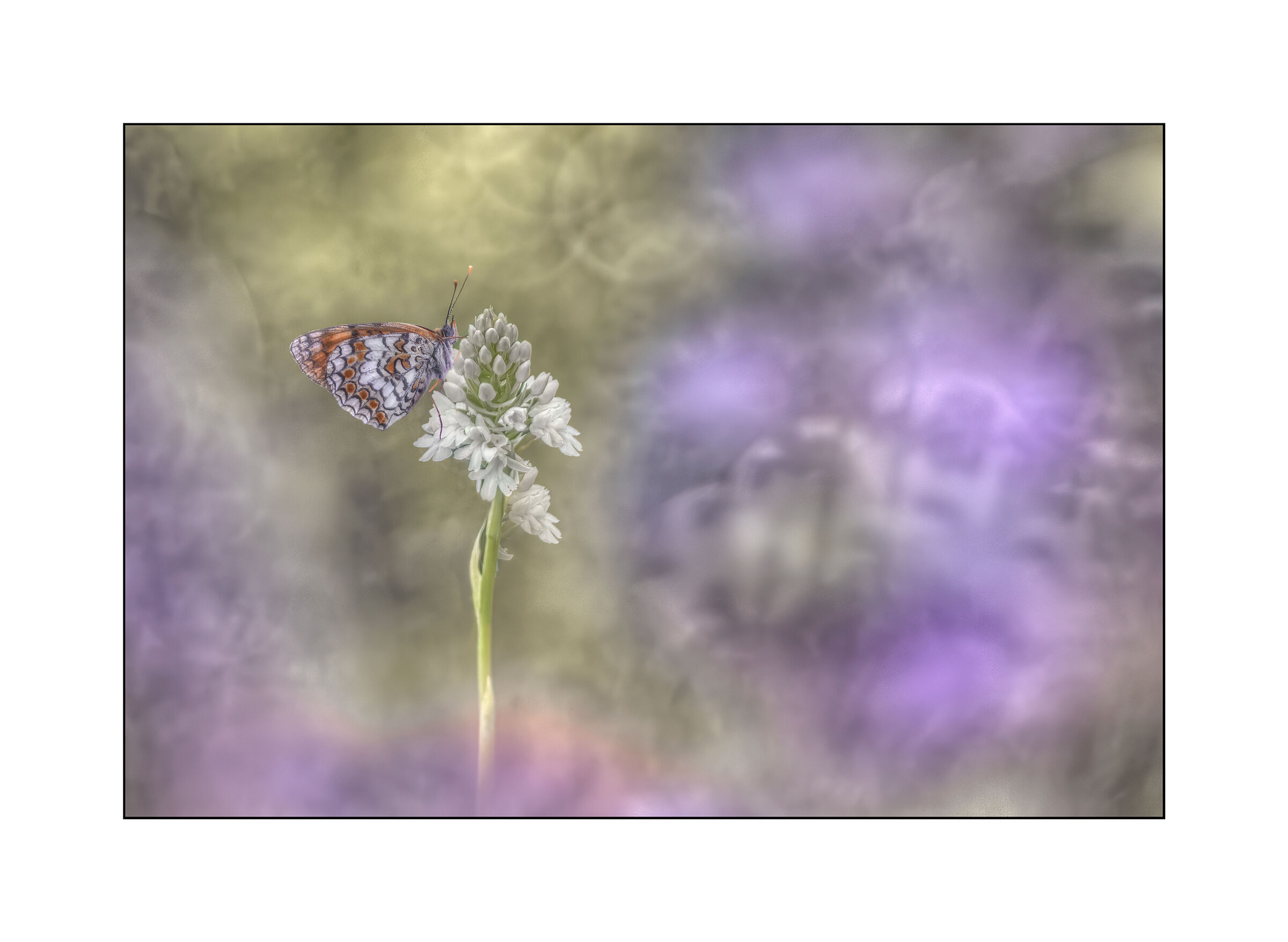 anacamptis pyramidalis albina