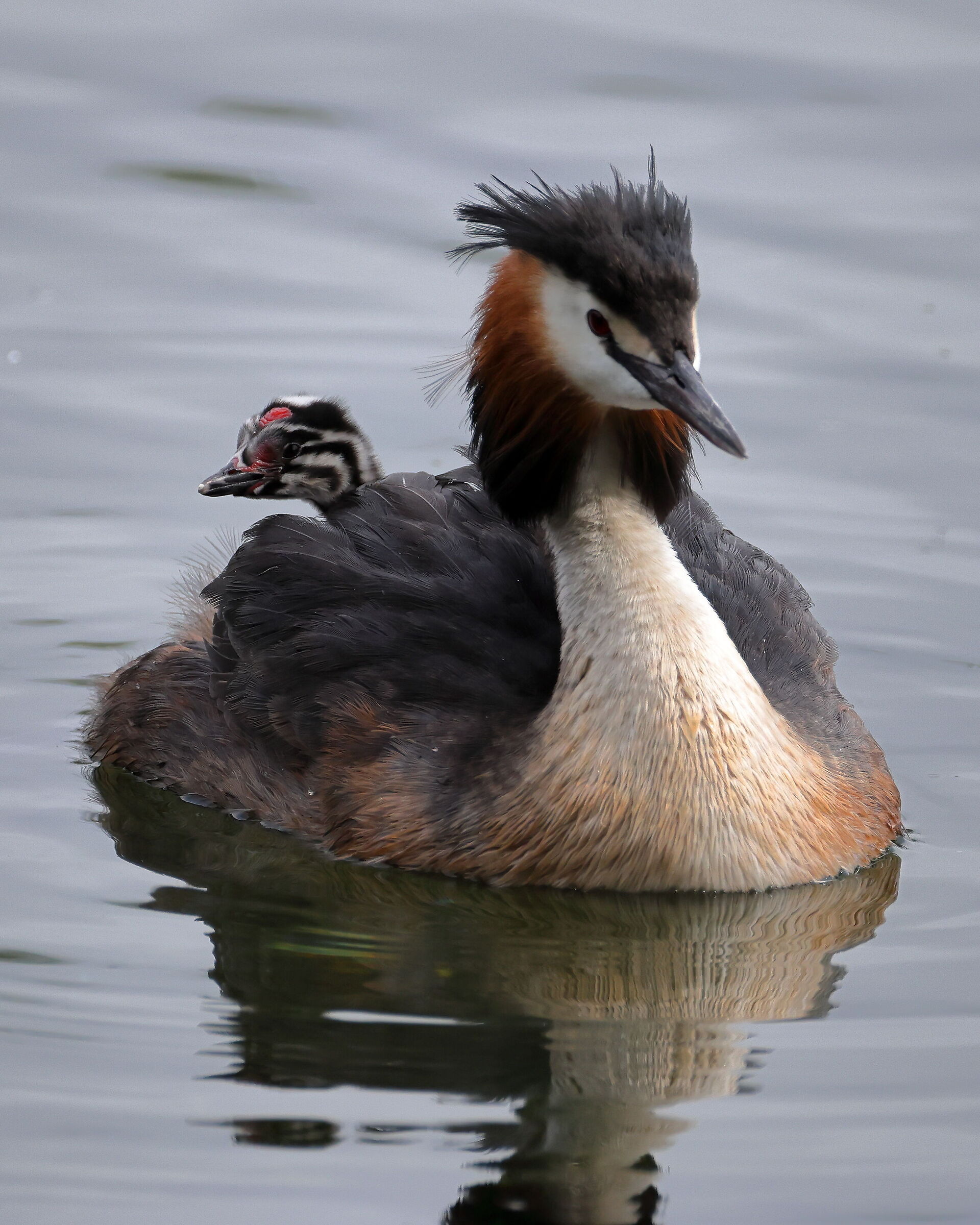 Svasso Maggiore con prole