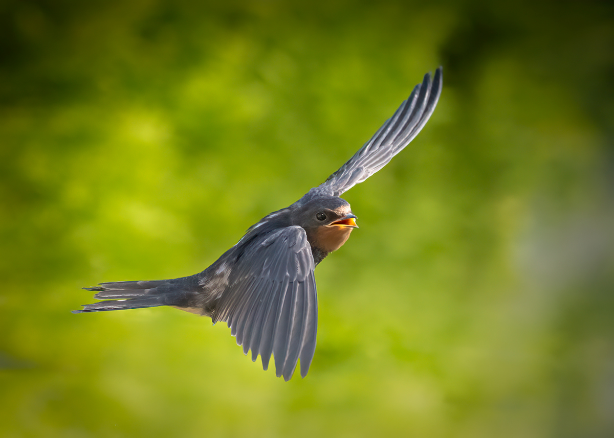 Giovane Rondine comune (Hirundo rustica)
