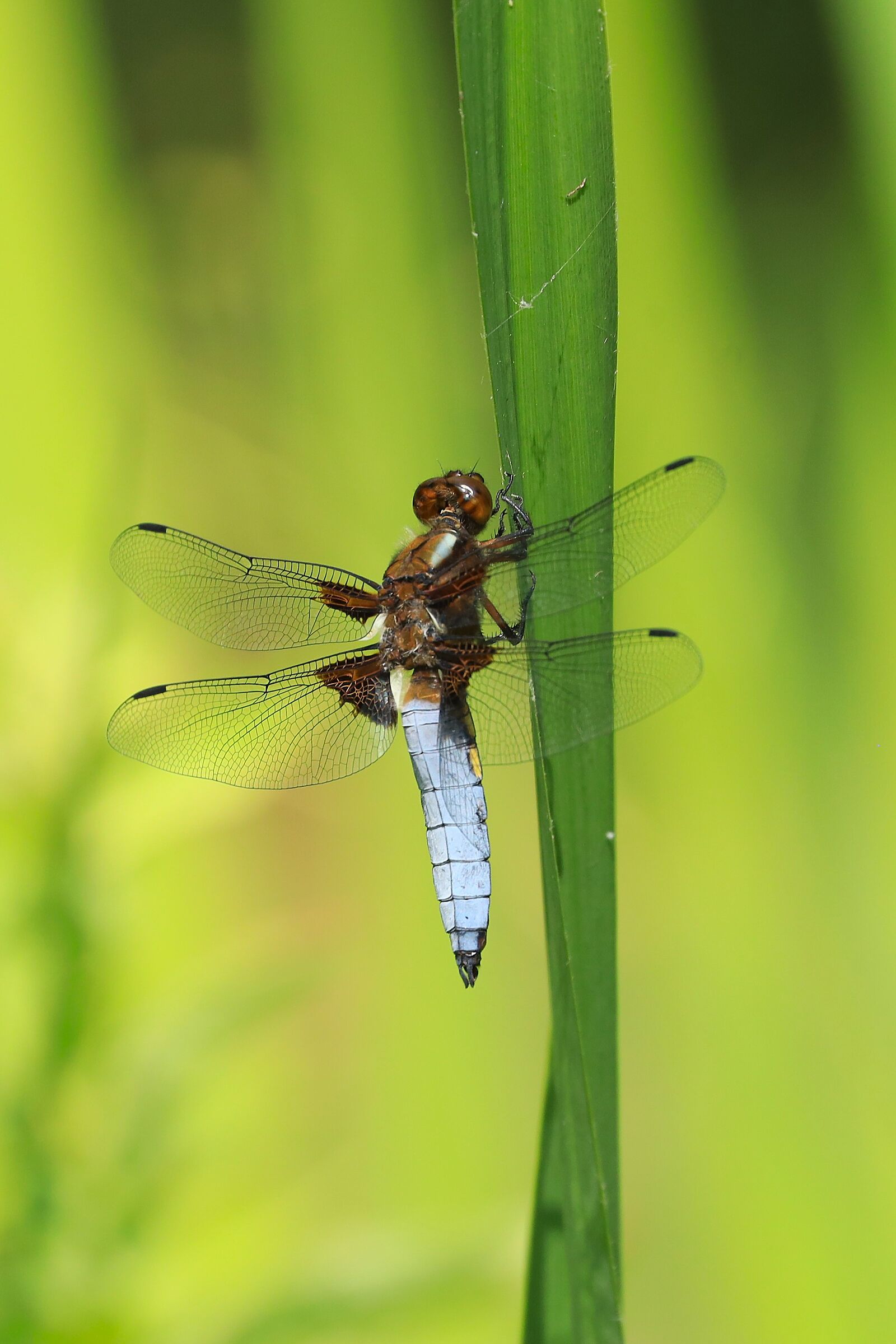 Libellula depressa