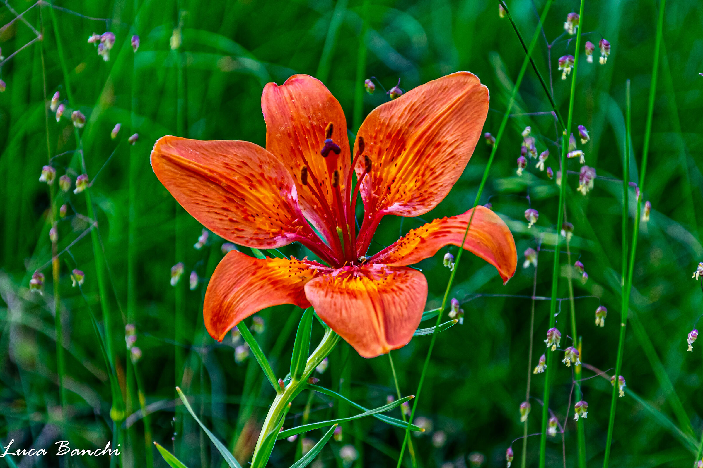 Nature