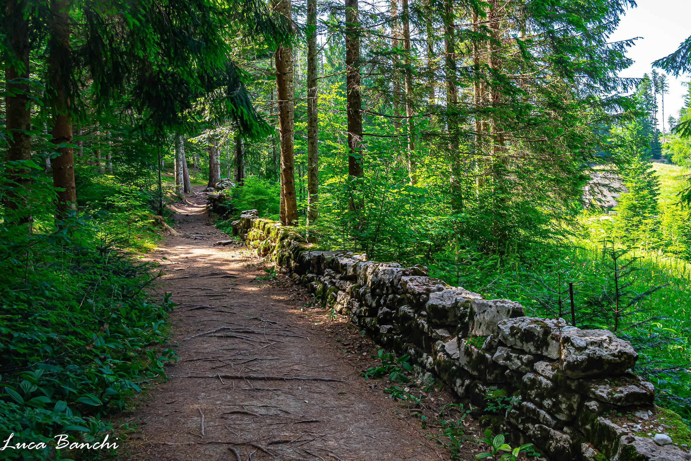 Dragon Path