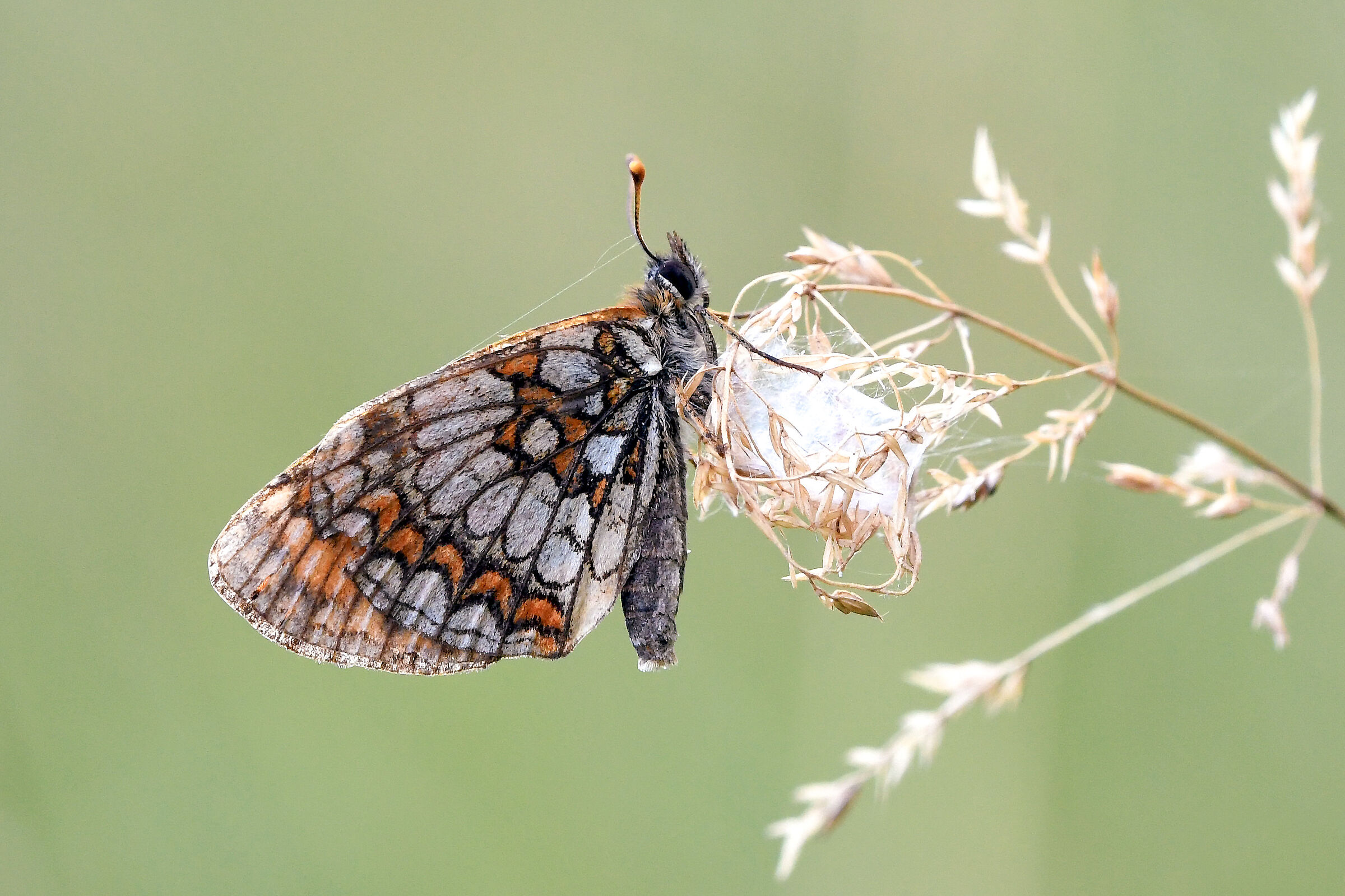 Melitaea celadussa