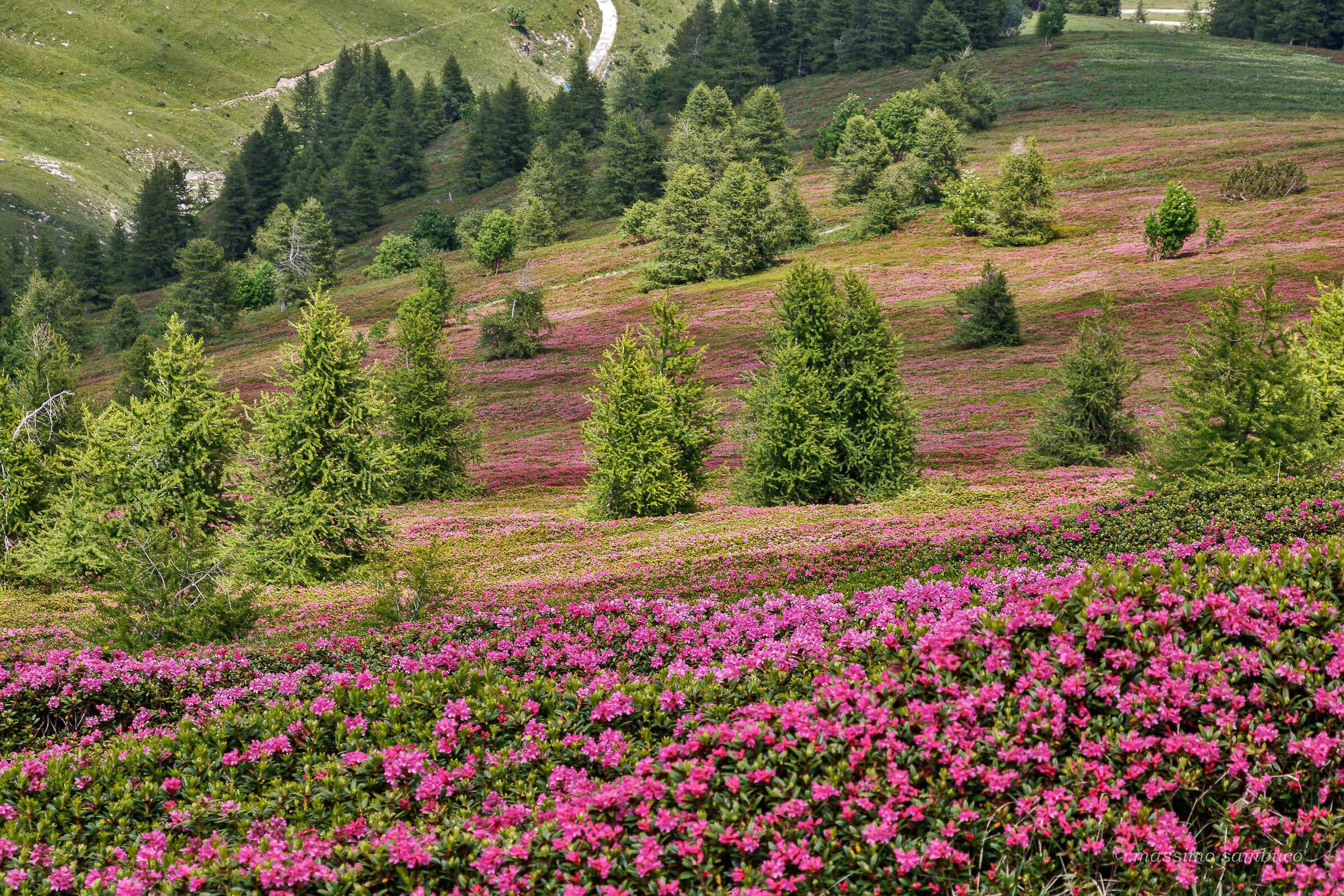 Rhododendrons 3