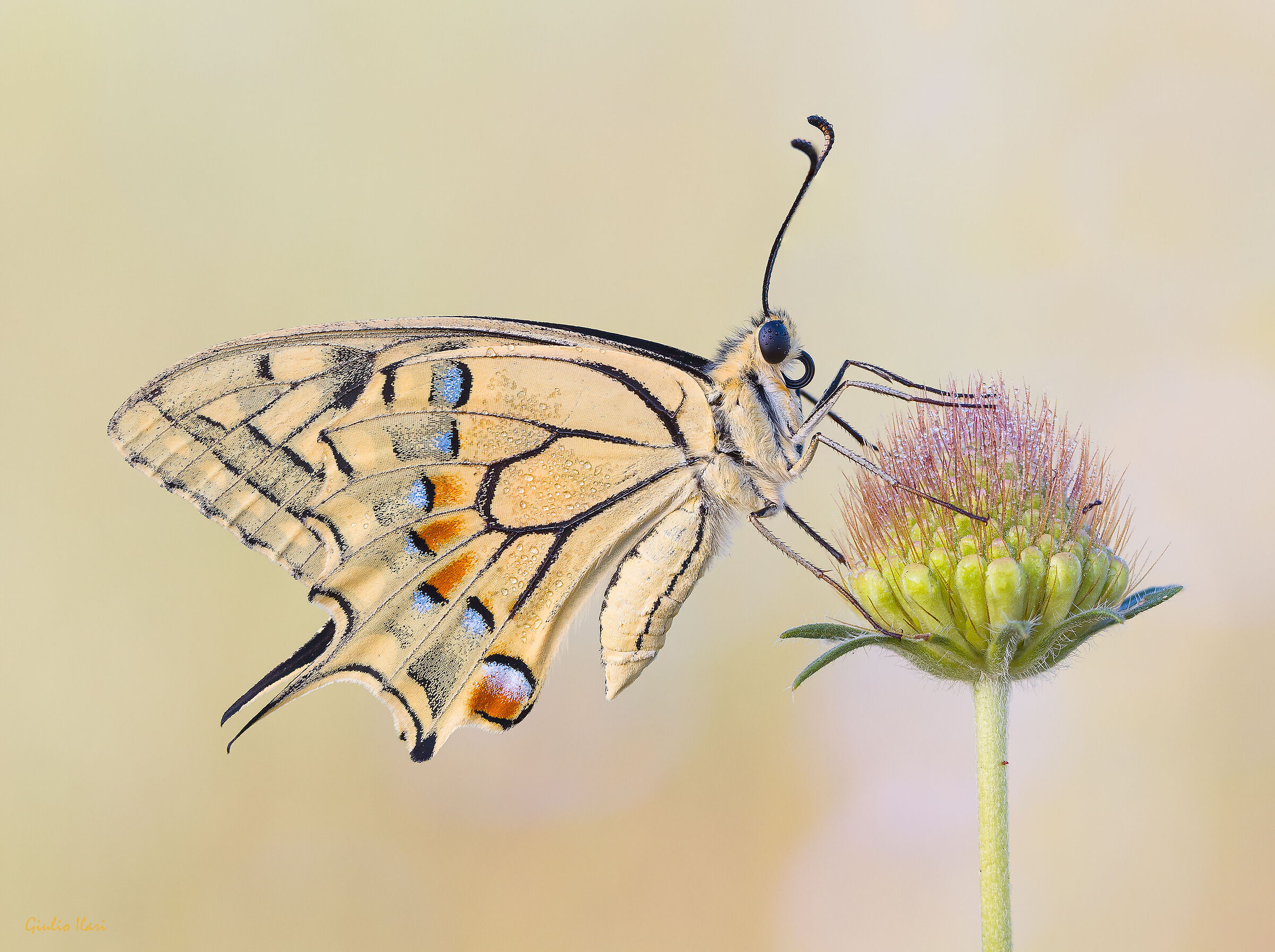 Papili Machaon
