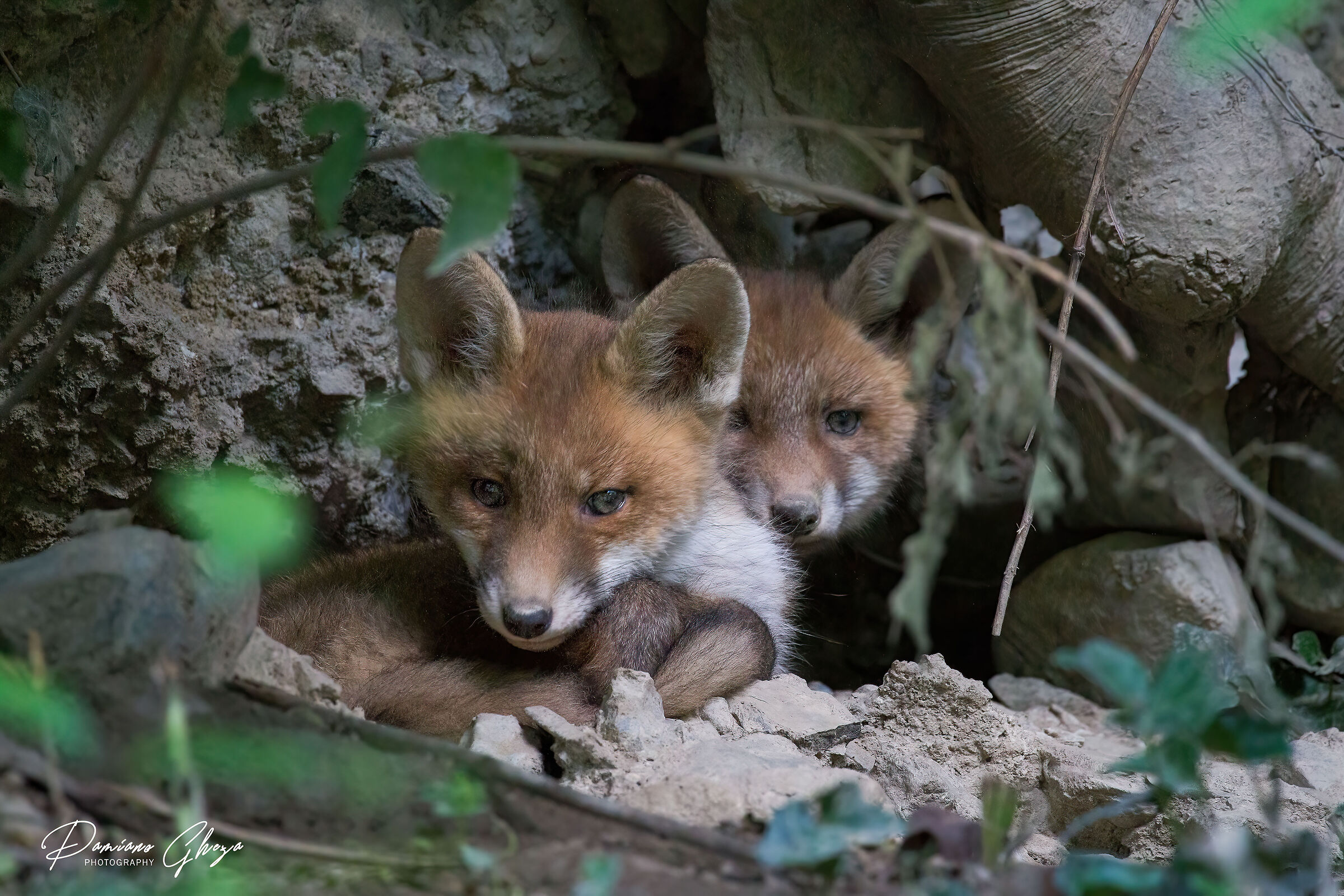 Baby foxes