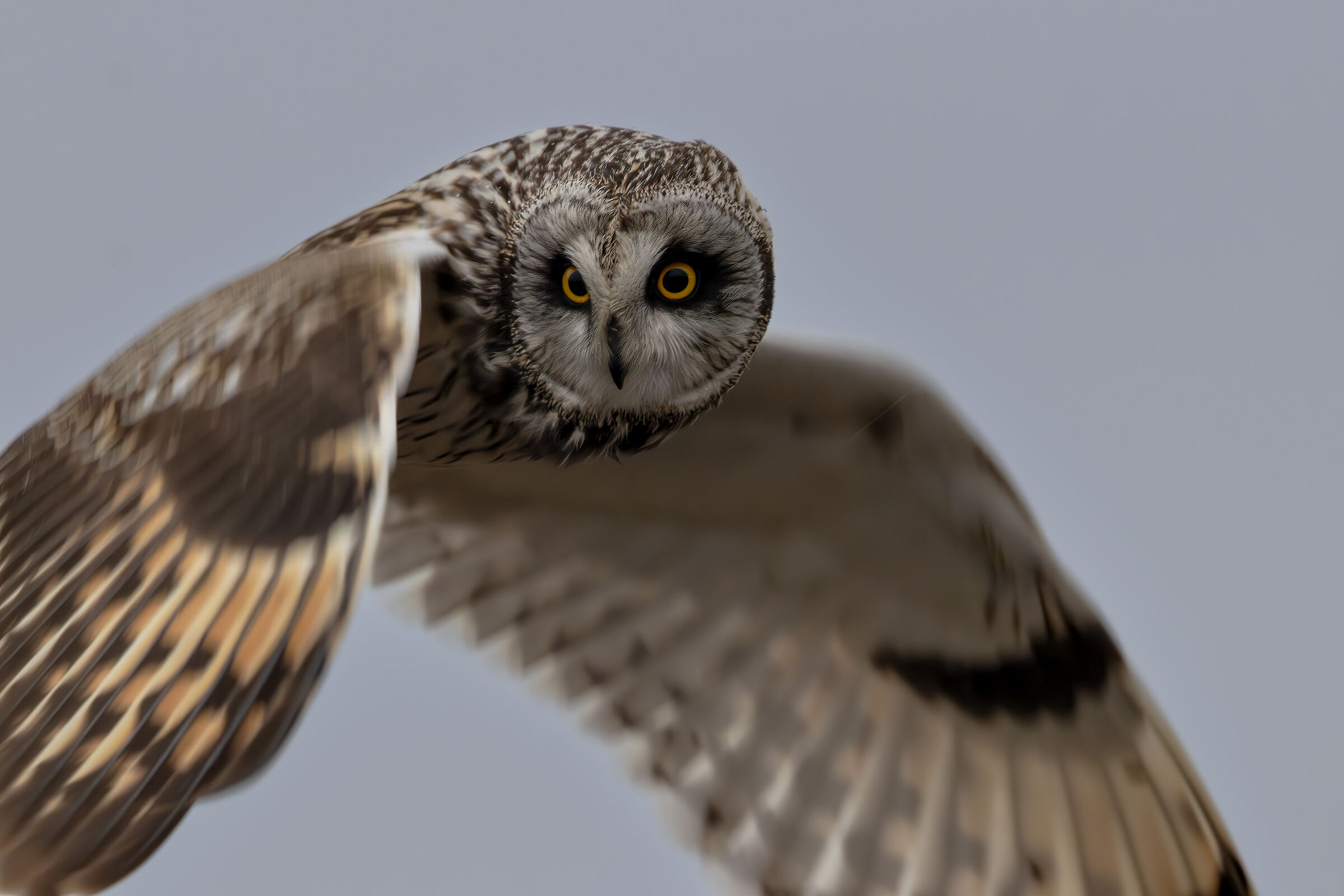 Swamp Owl in Holy Spirit - Varanger May 2019