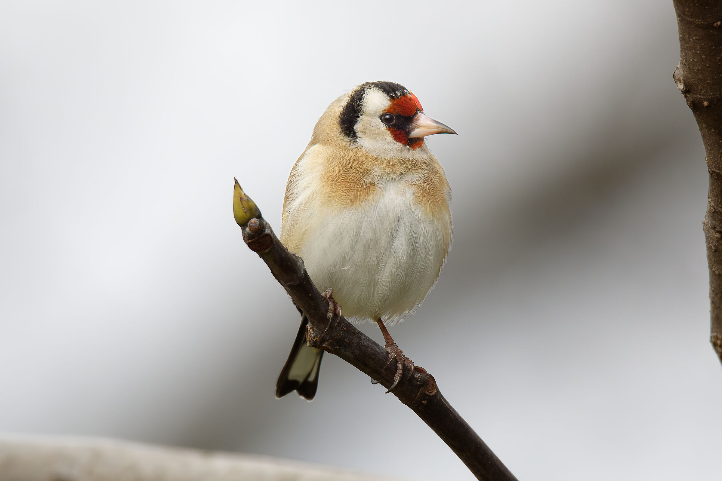 Goldfinch