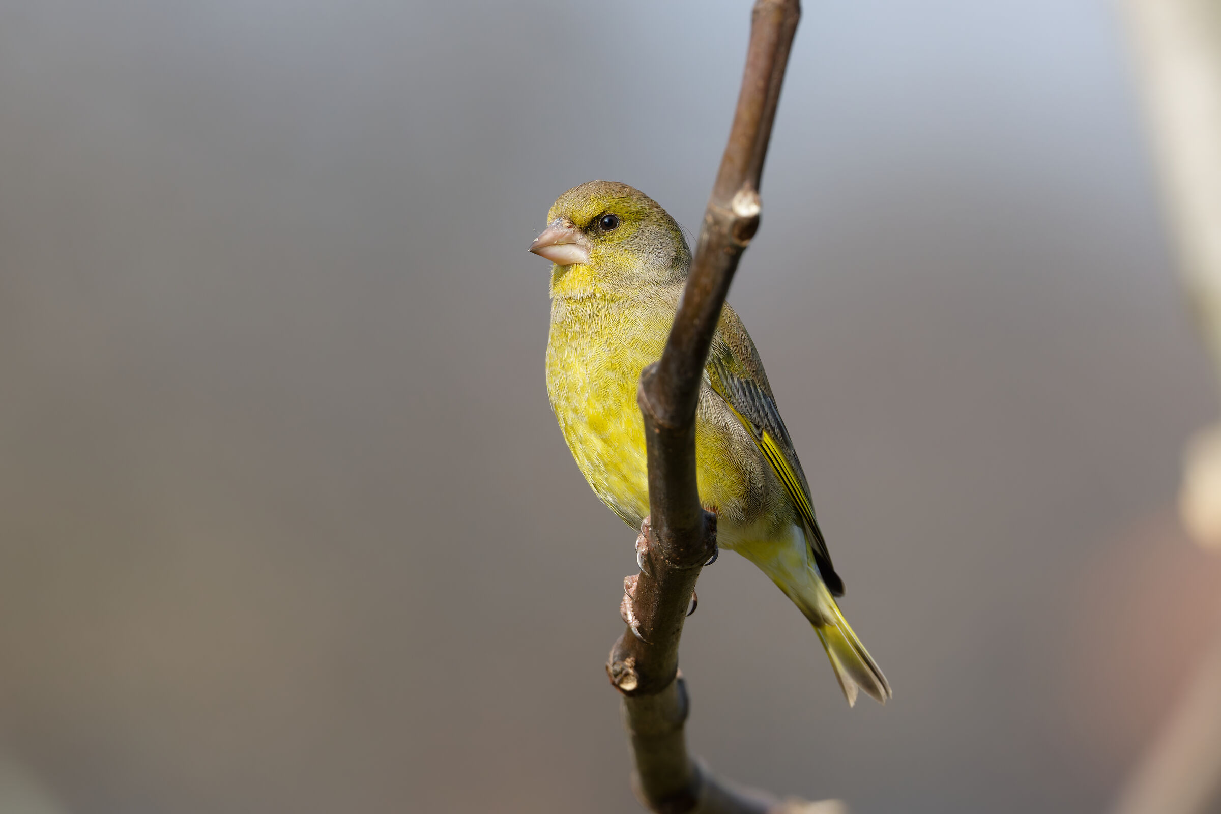 Greenfinch