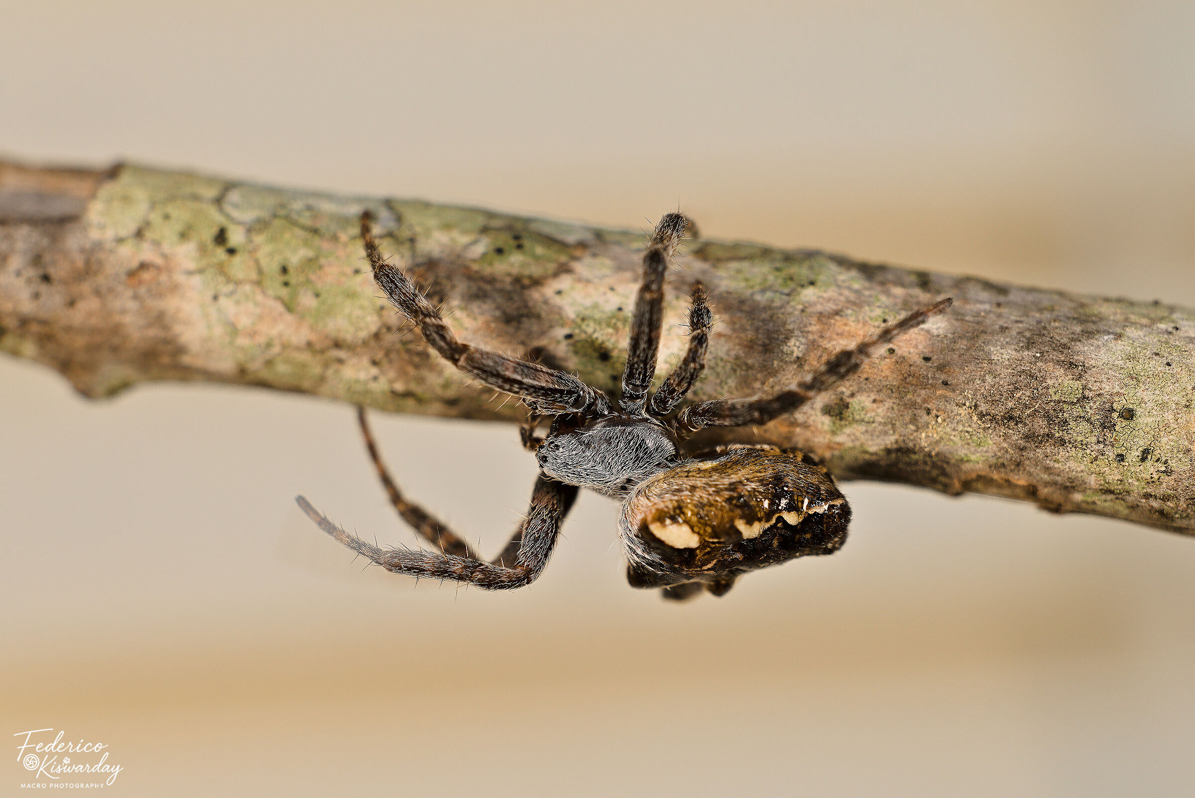 Cyrtophora citricola: the engineer spider