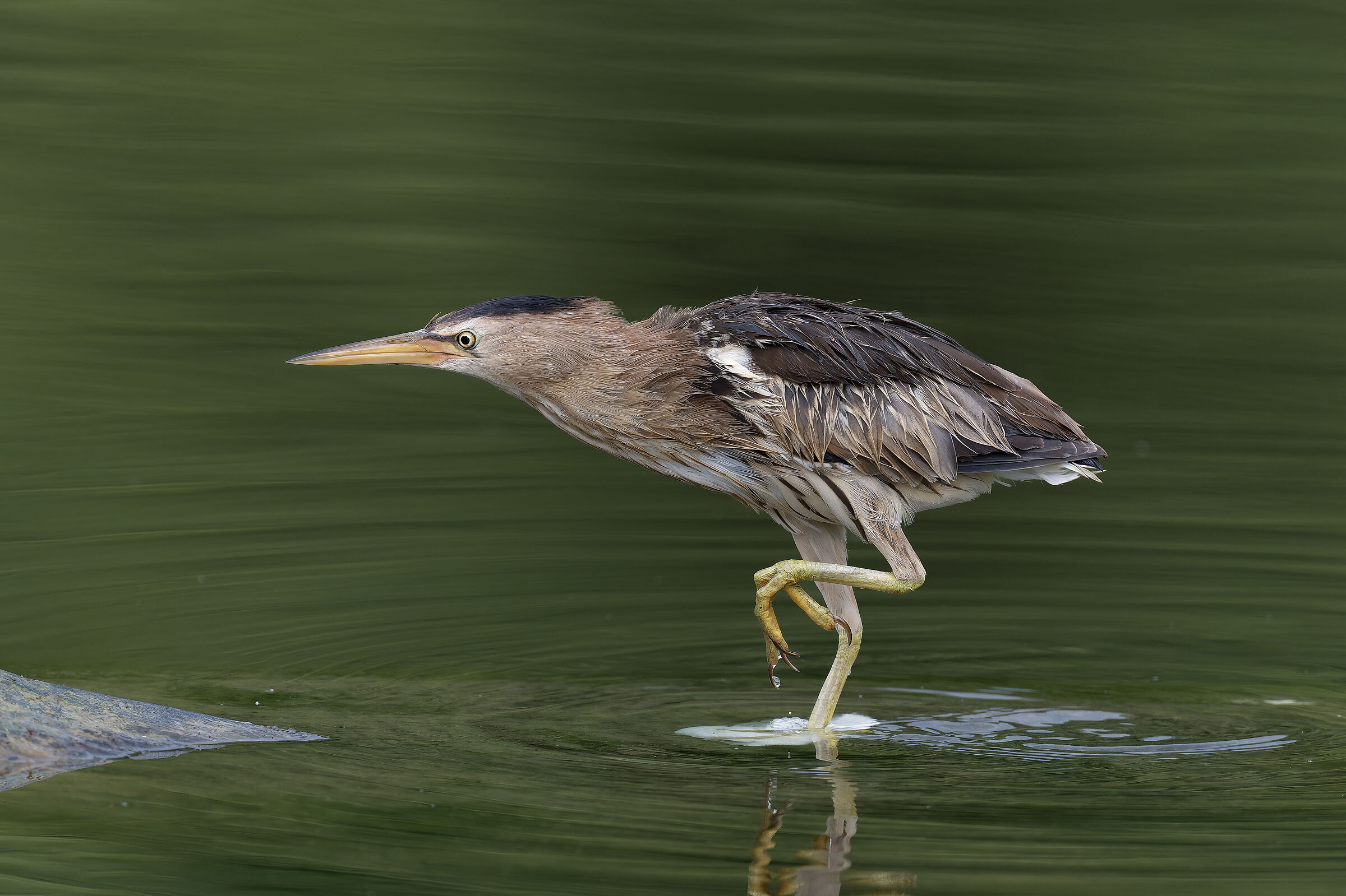 Little Bittern - Pesio Valley - Piedmont