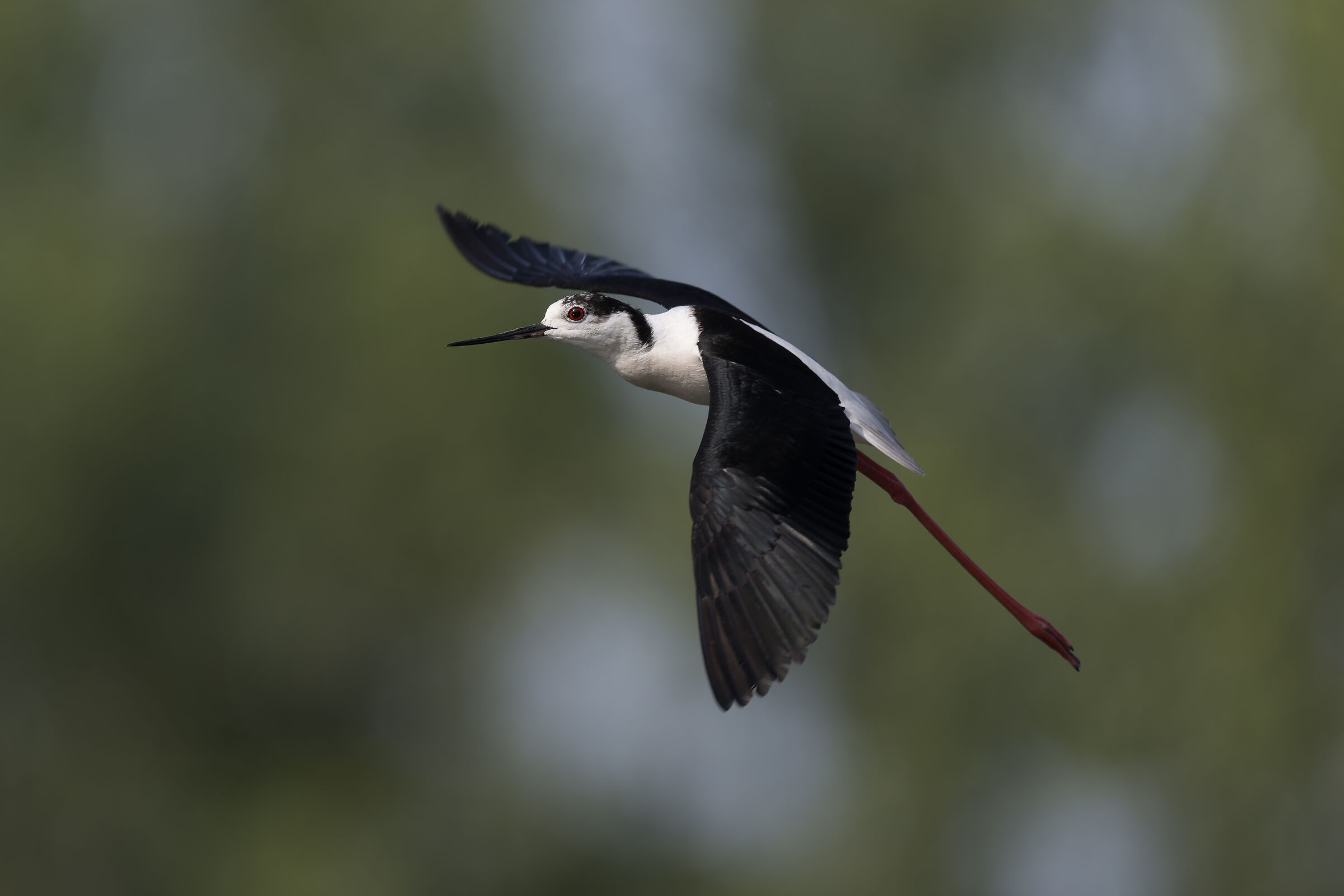 Black-winged Stilt - Valle Pesio - Piedmont