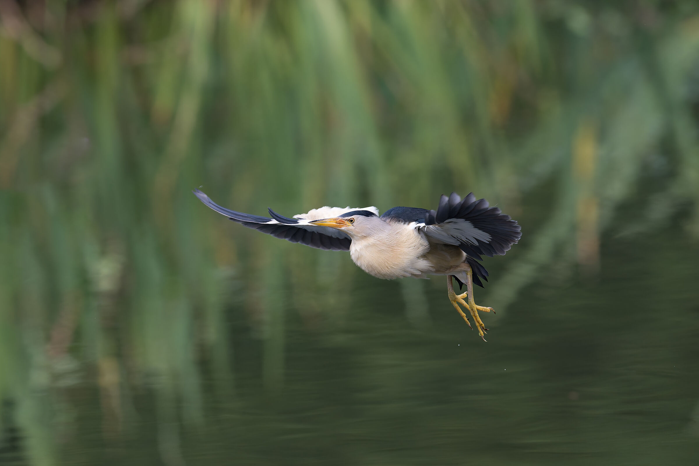Little Bittern - Pesio Valley - Piedmont