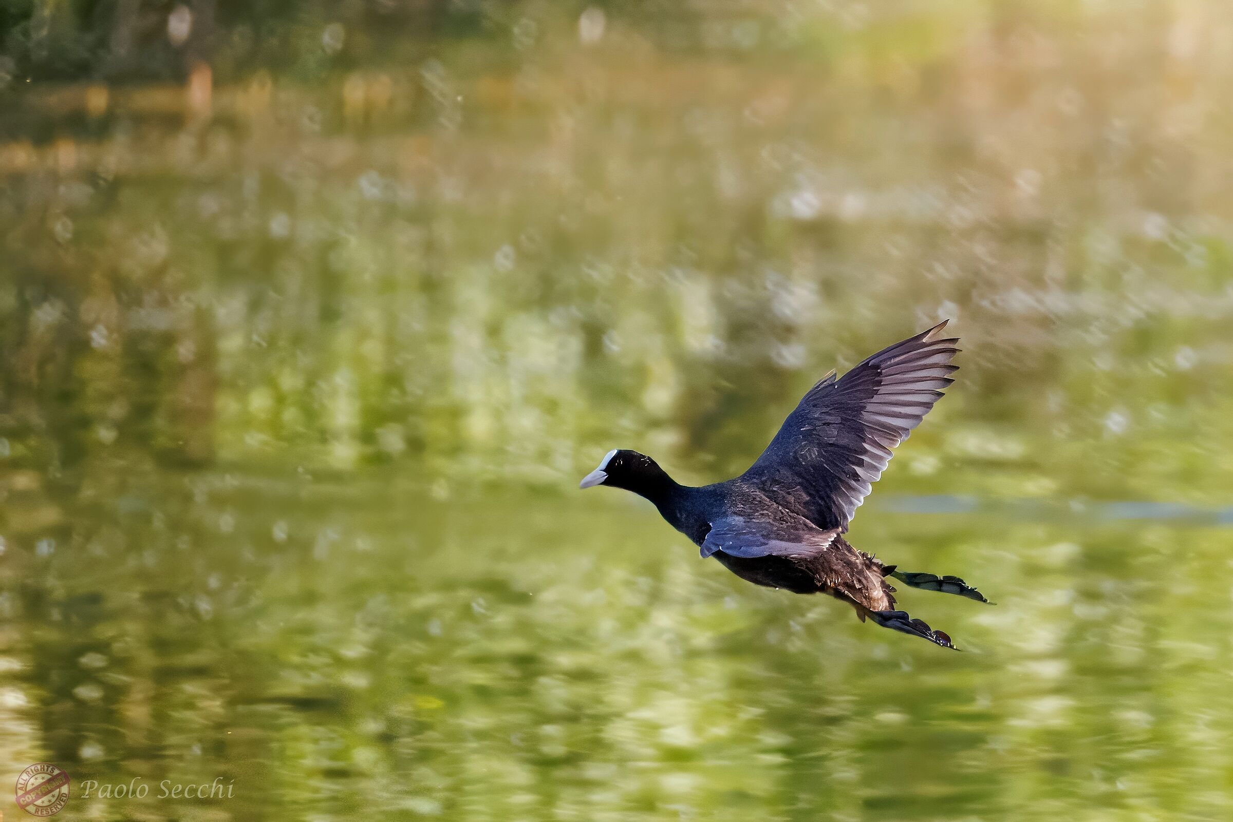 I also saw coots flying