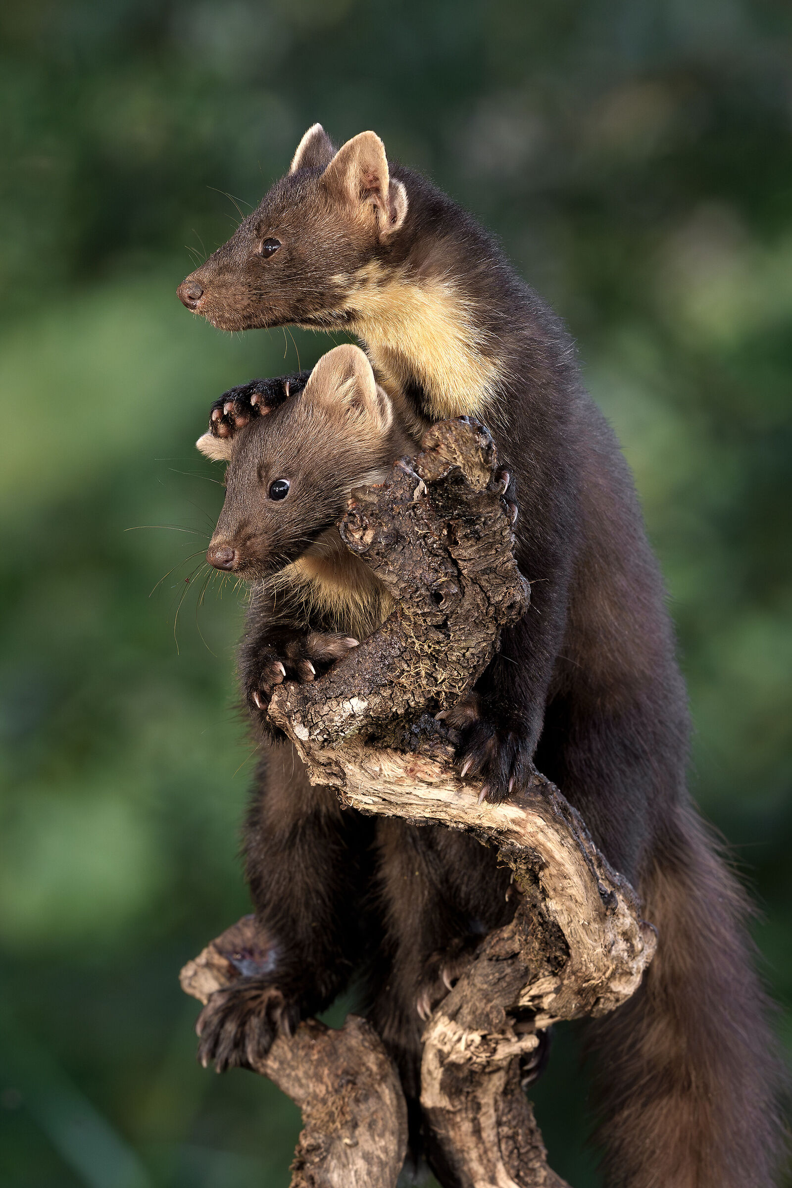 Martens