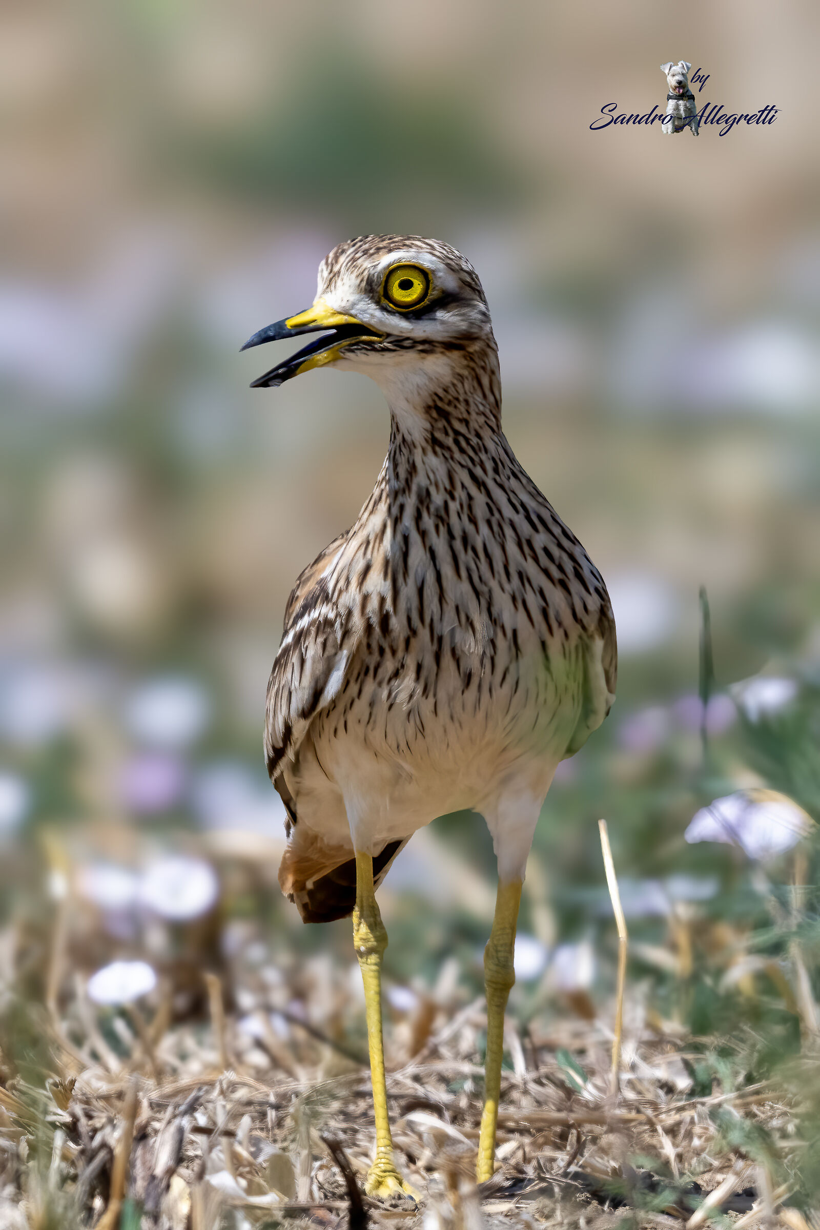 L'occhione comune (Burhinus oedicnemus)