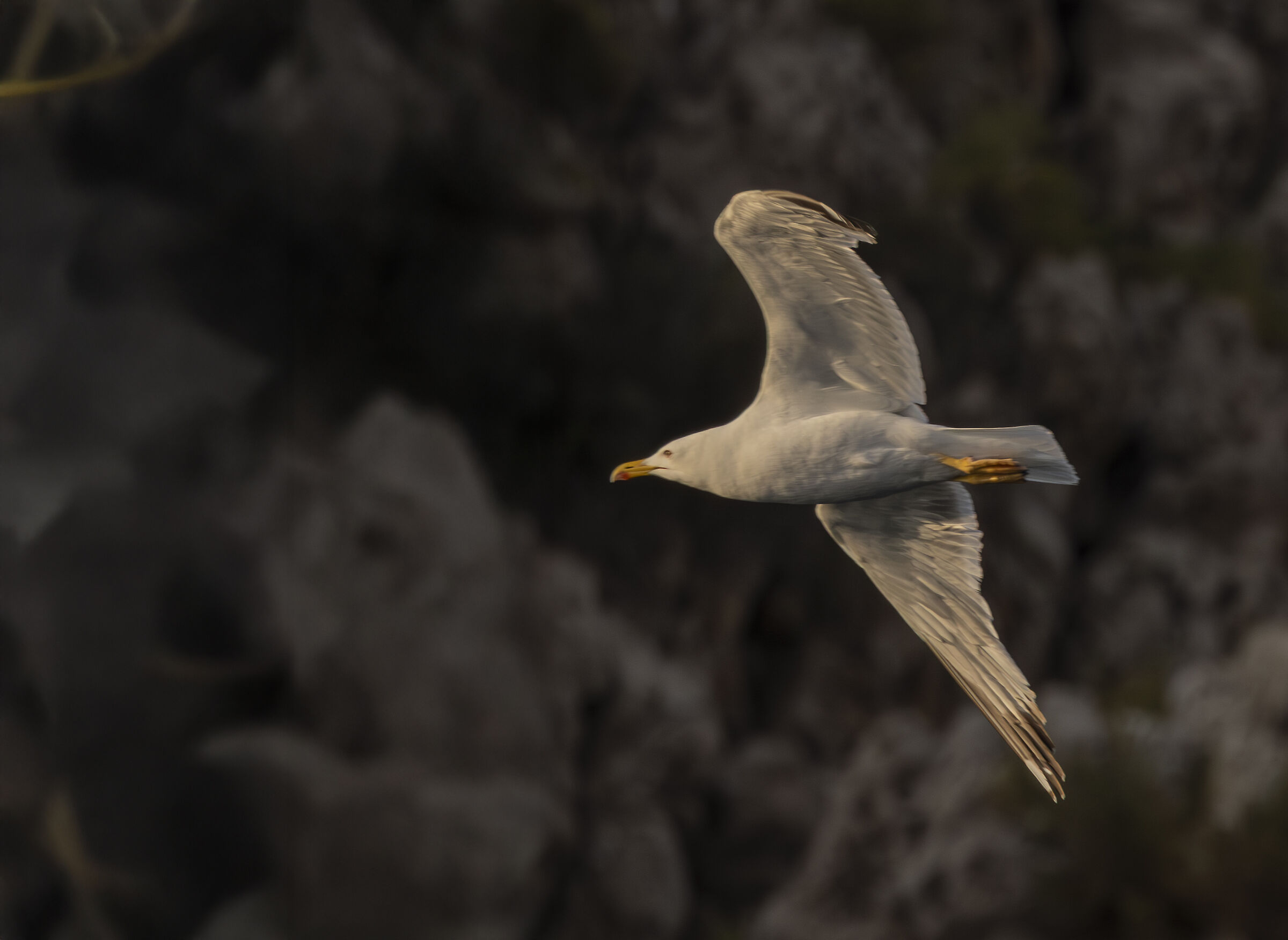 yellow legged sea gull. heremite rock