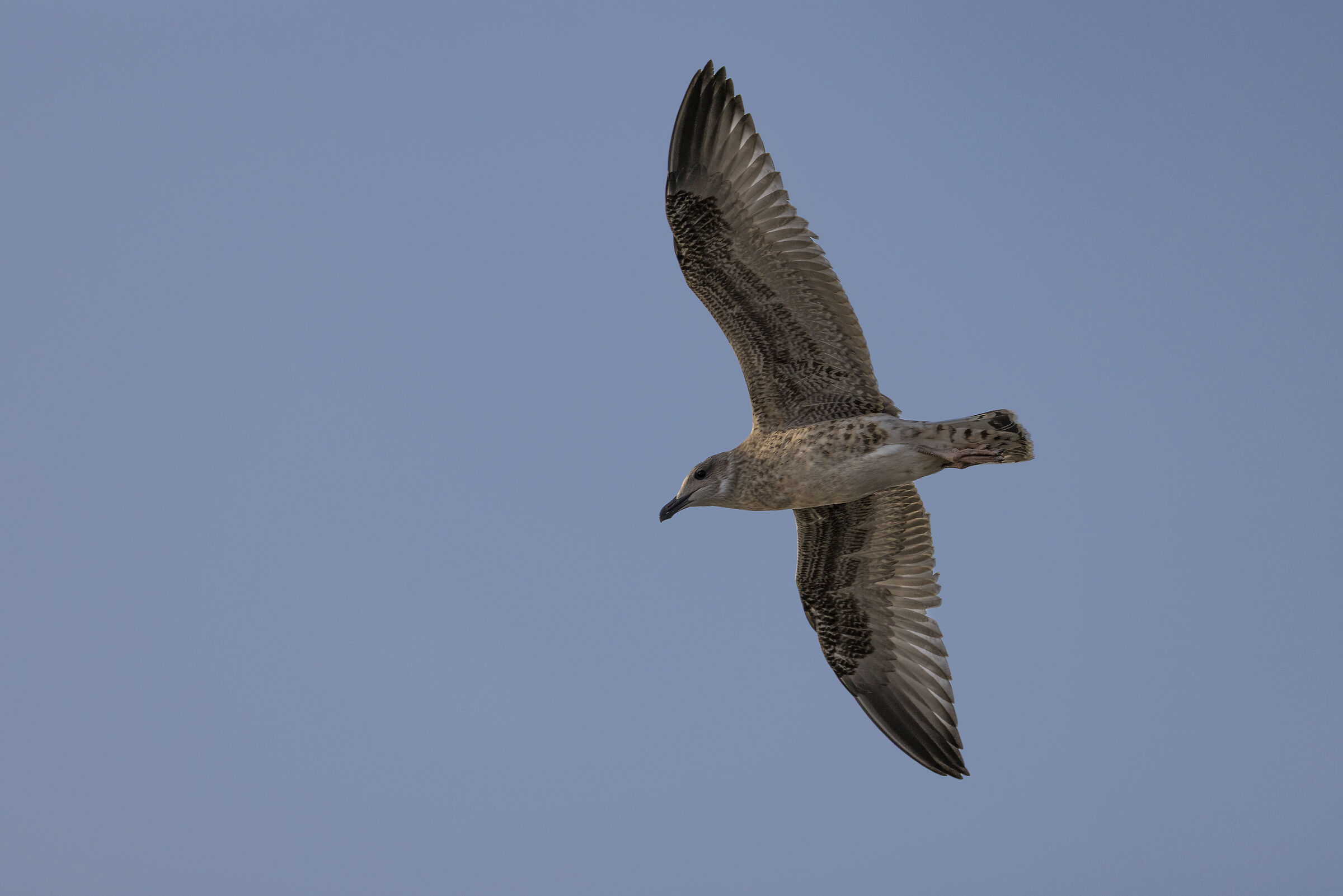 a young seagull at heremite rock