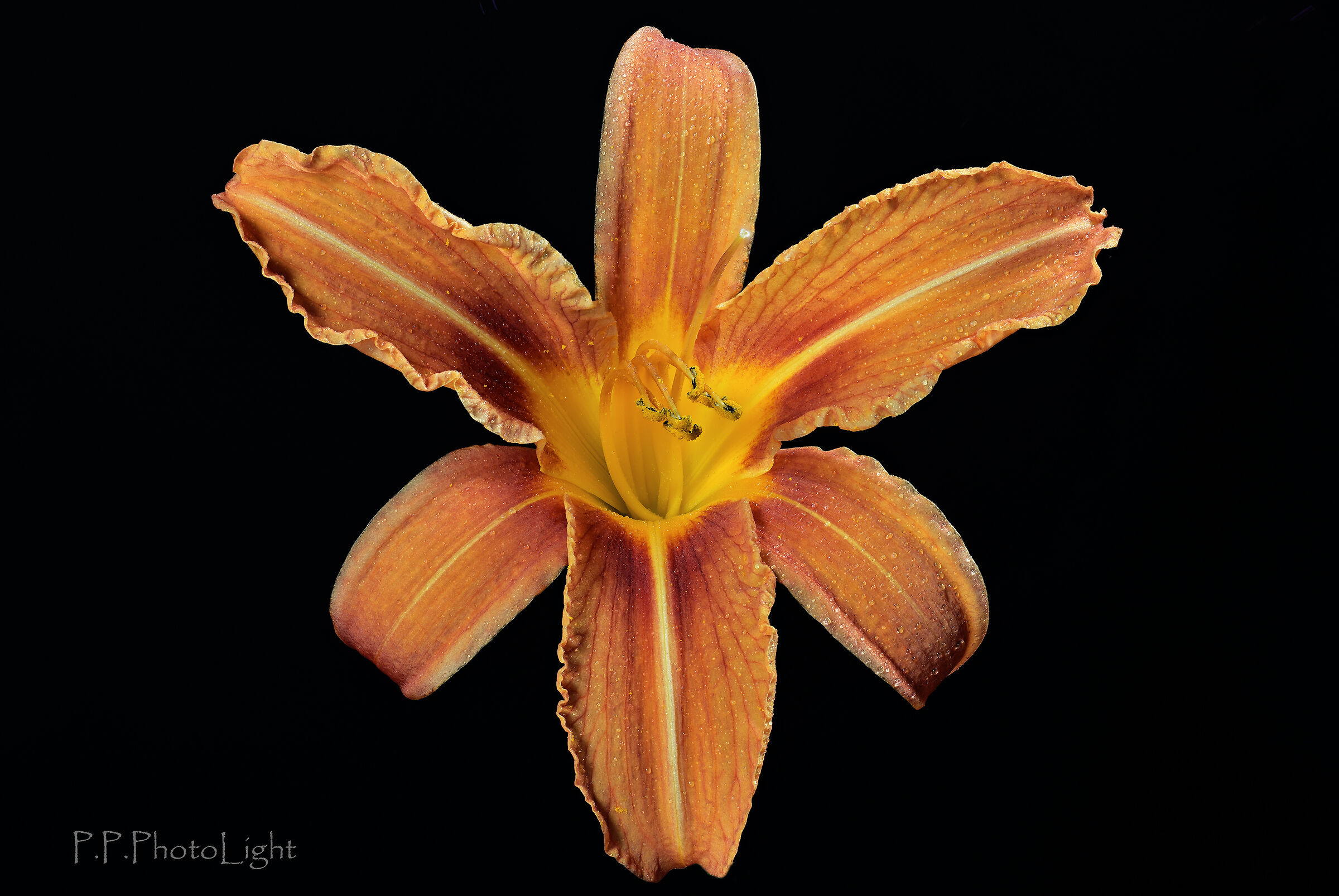 Lilium