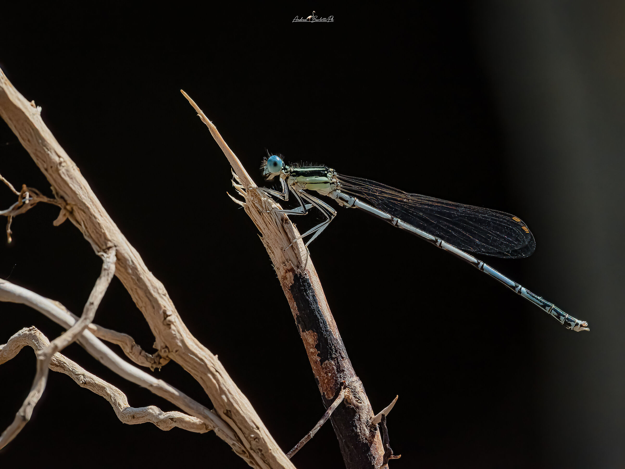 Platycnemis pennipes M.