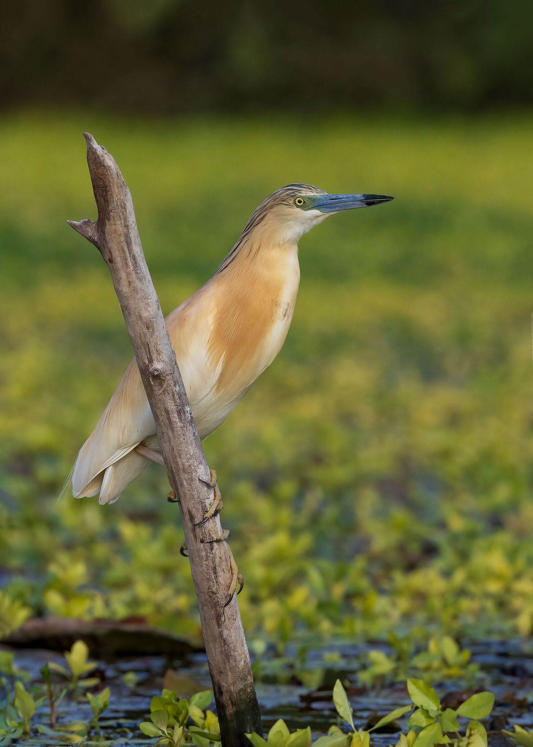 Elegante Sgarza ciuffeto