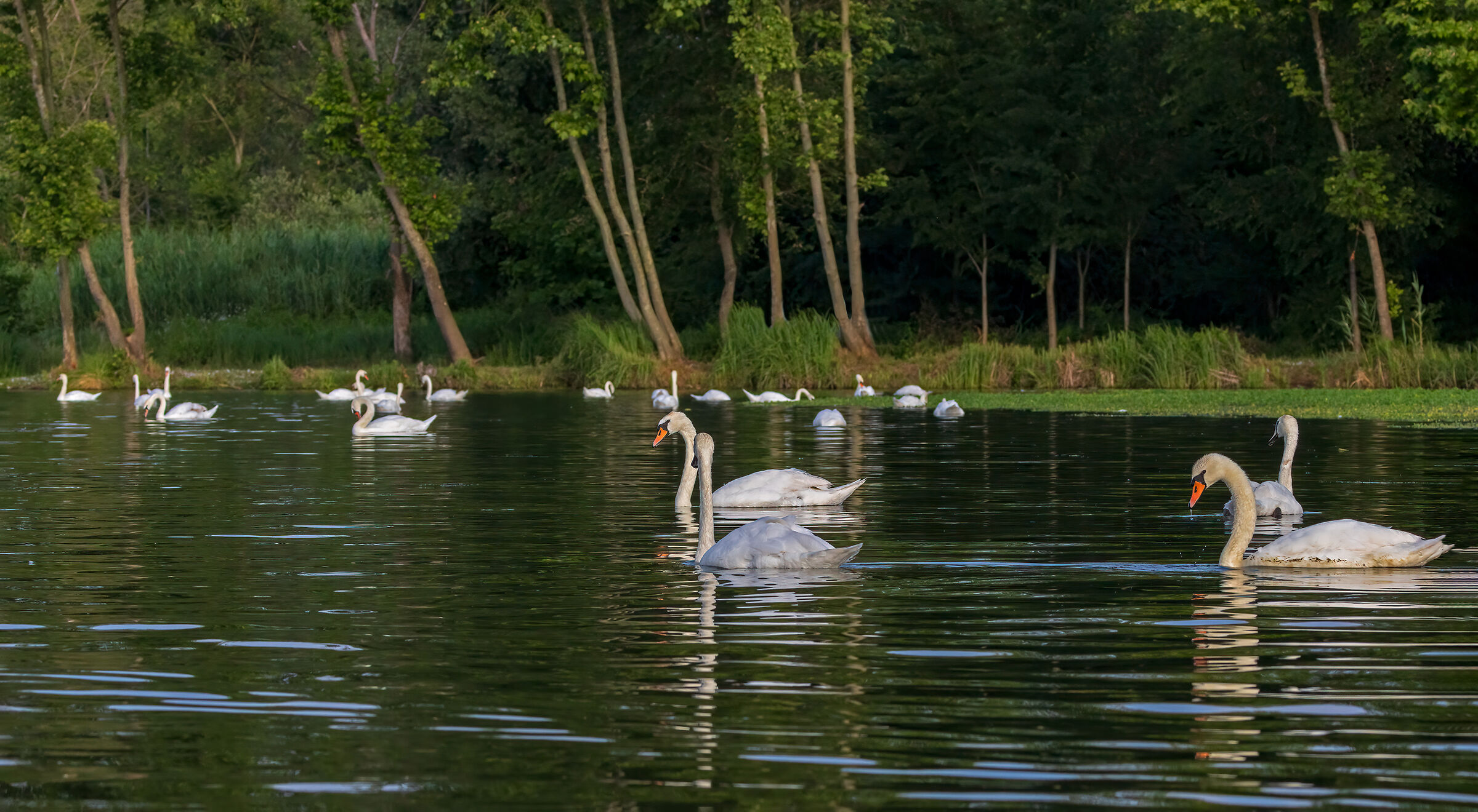 "Il lago dei cigni"