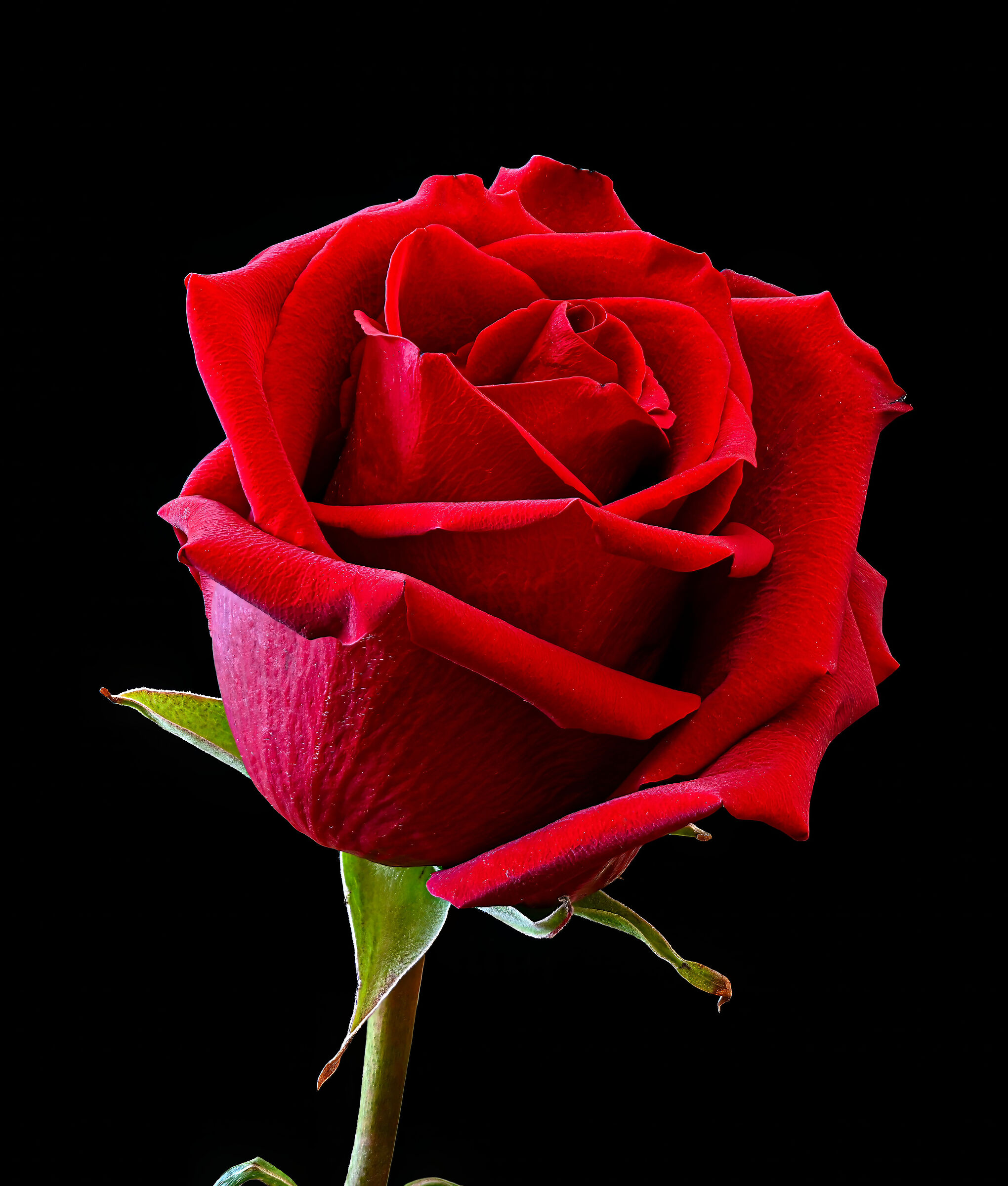 Velvety like true love