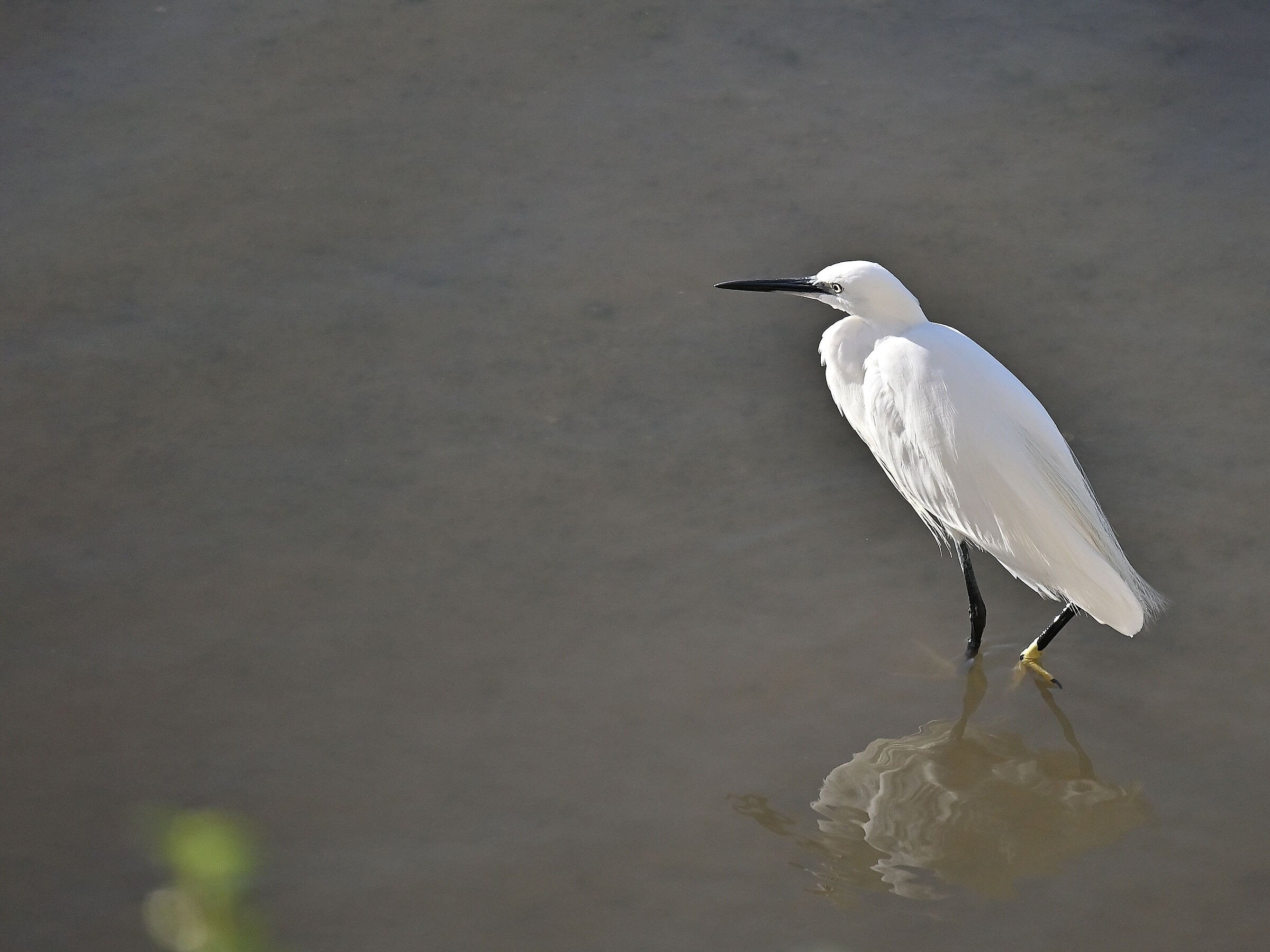 Egret