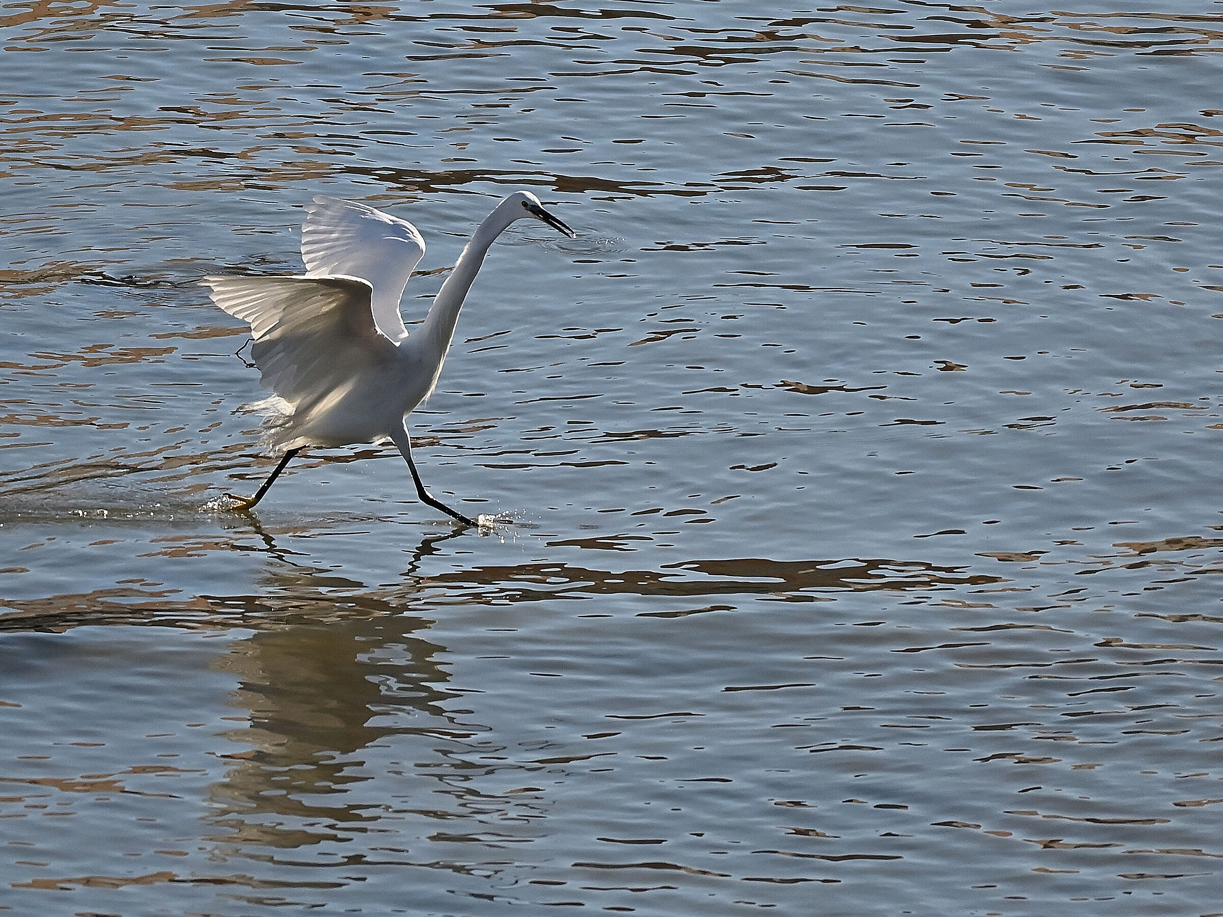 Egret