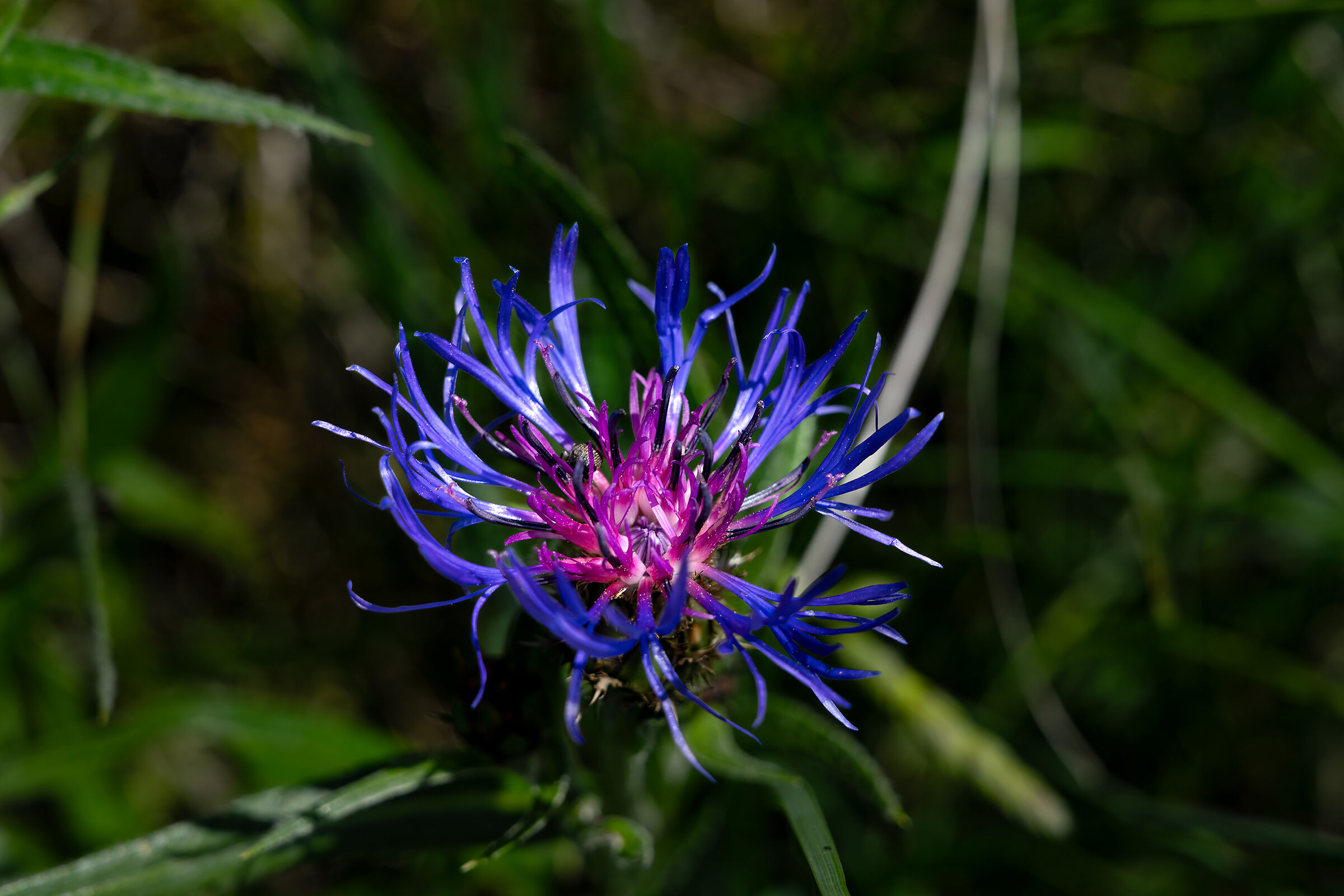 Wild cornflower