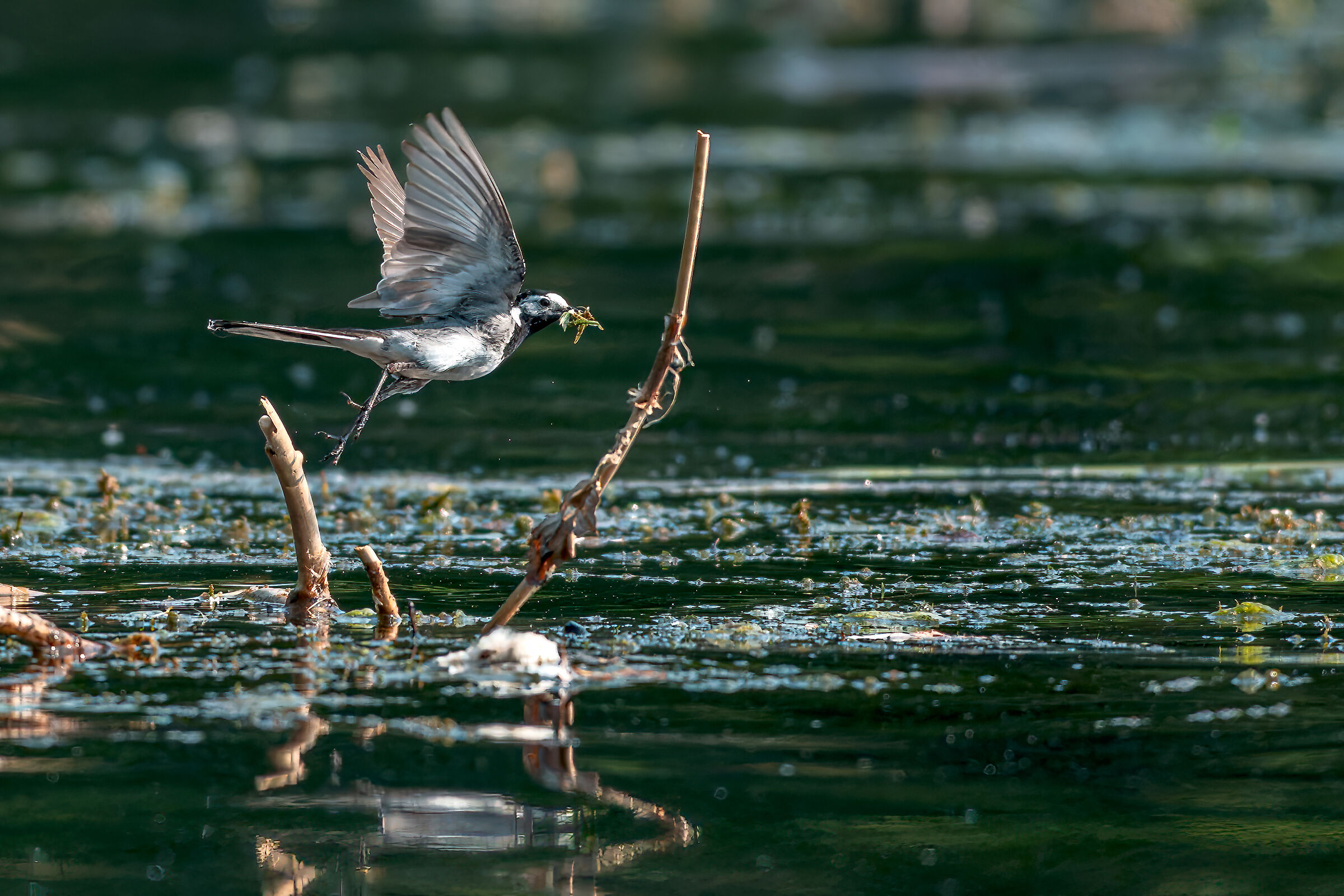 The ballerina's flight