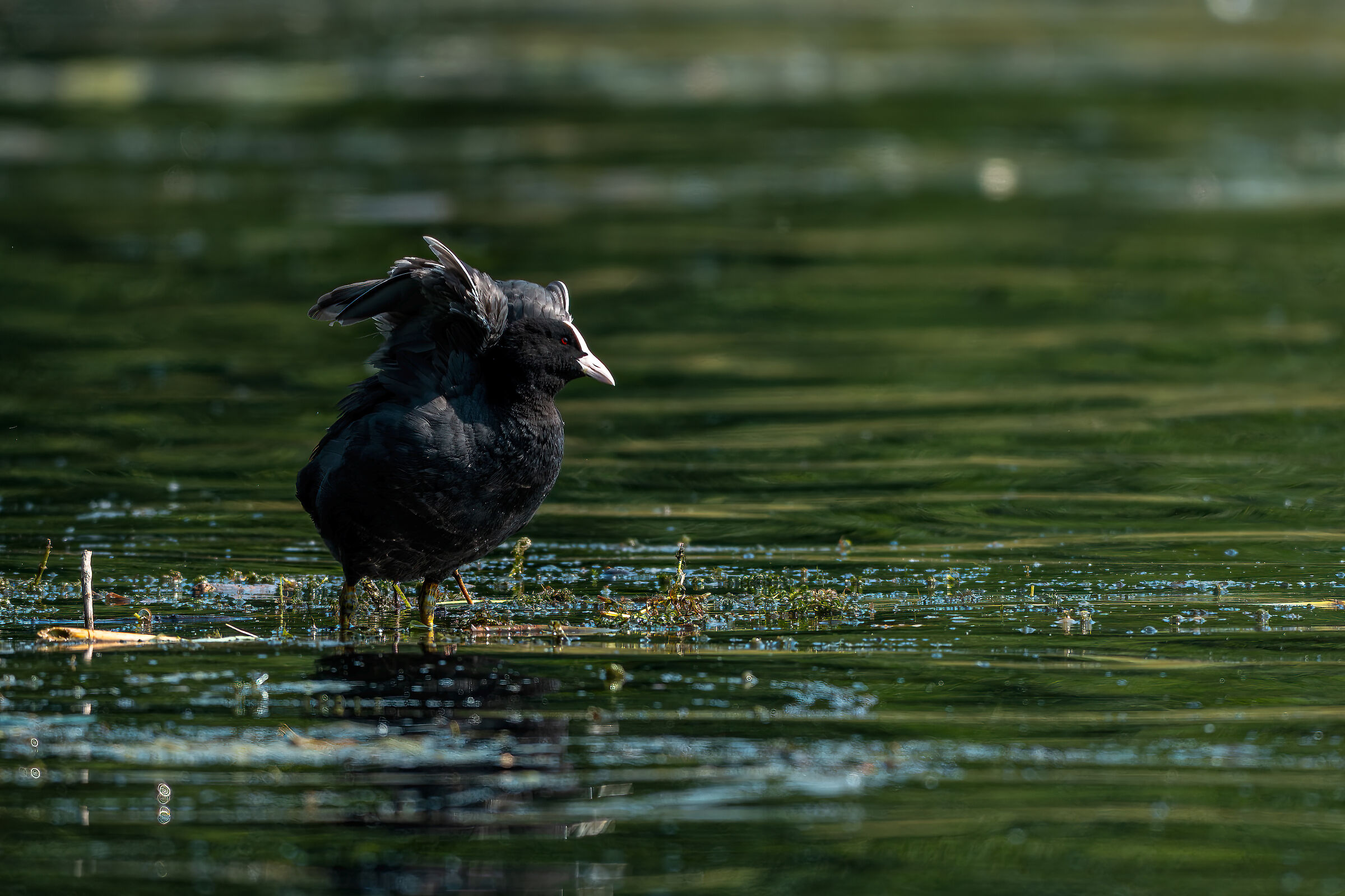 Common Coot