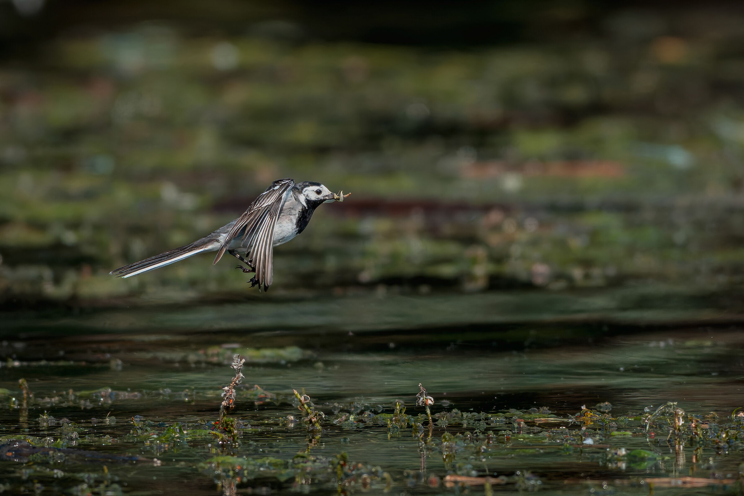 White ballerina in flight