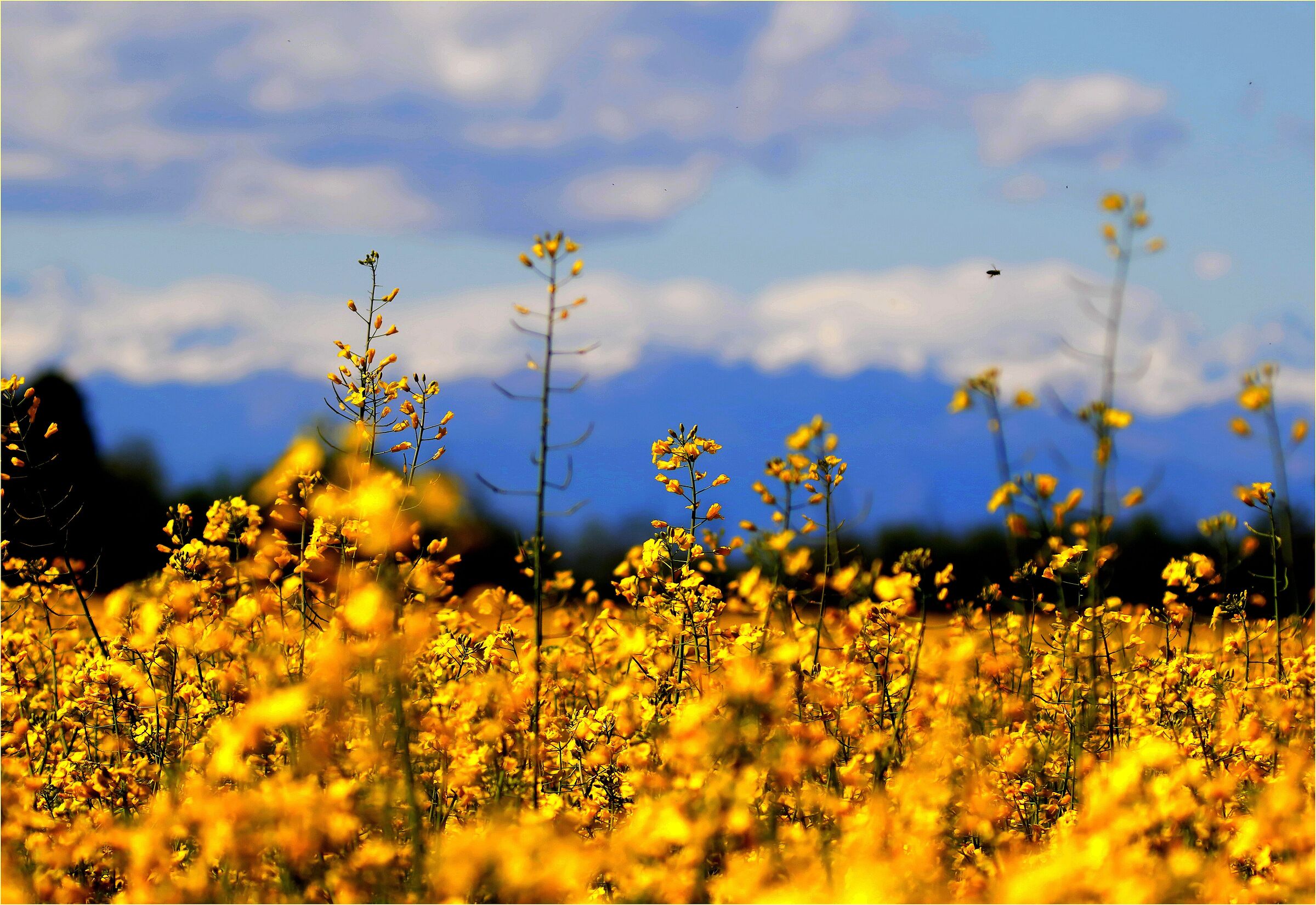 '' La Colza, in the background Monte Rosa ''