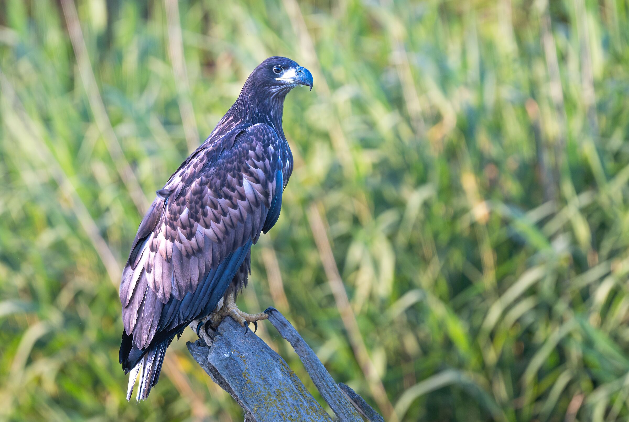 White-tailed eagle