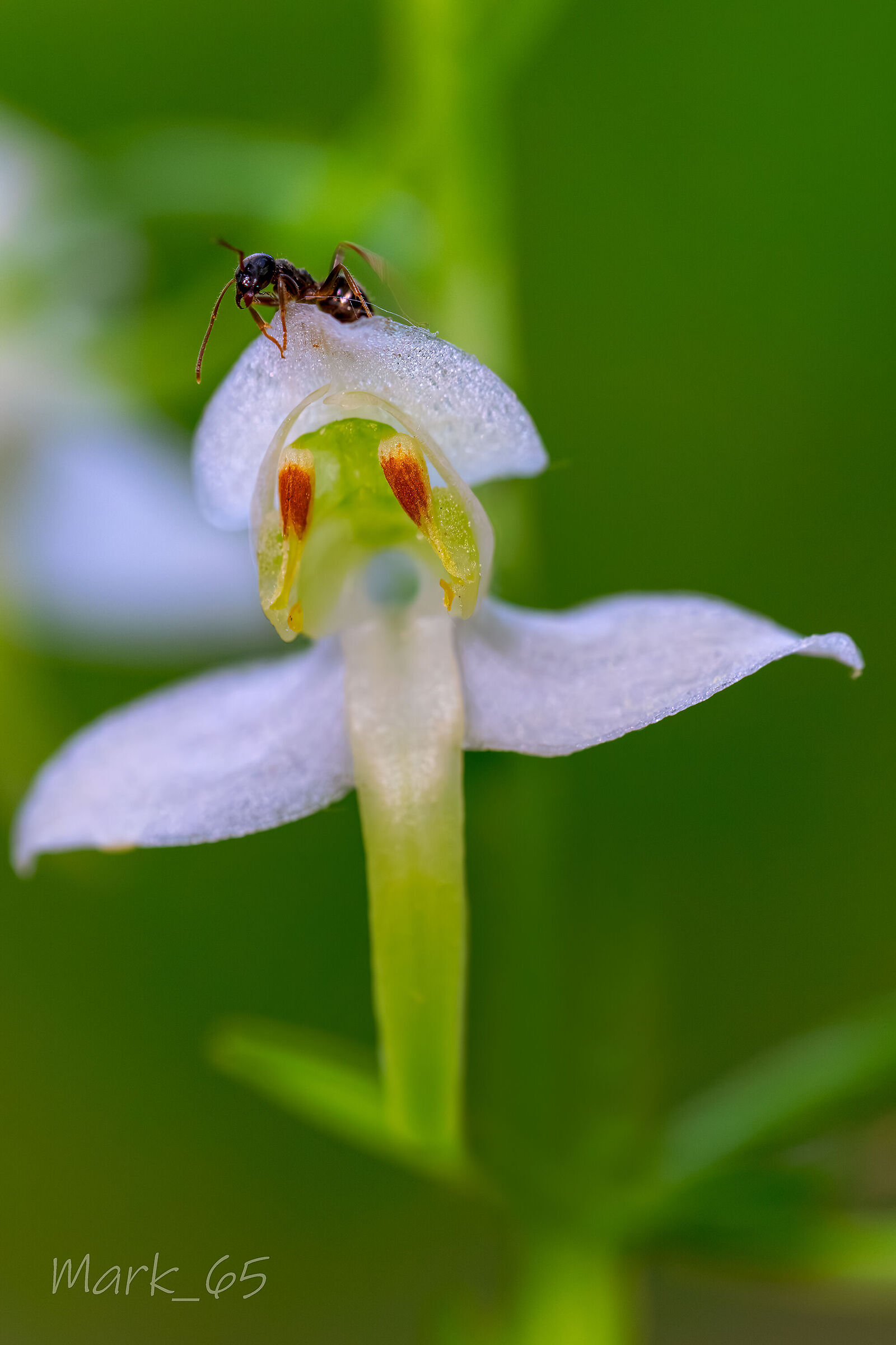 Platanthera bifolia