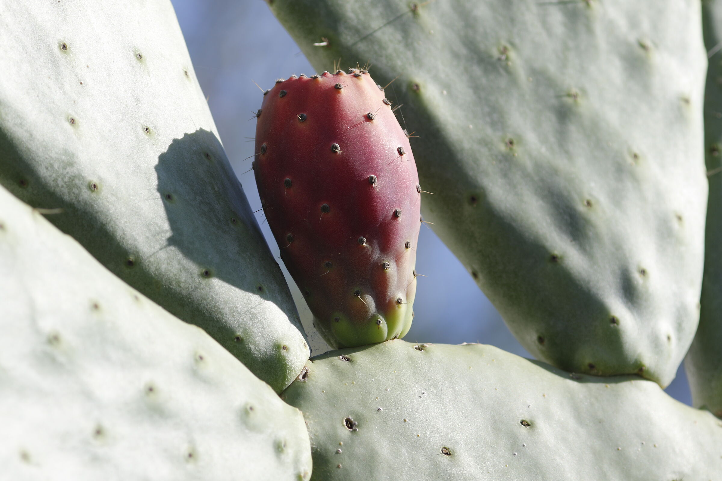 " Crop 300 " Canon 135 F. 2 L+ TC 1.4 iii, 7 D II
