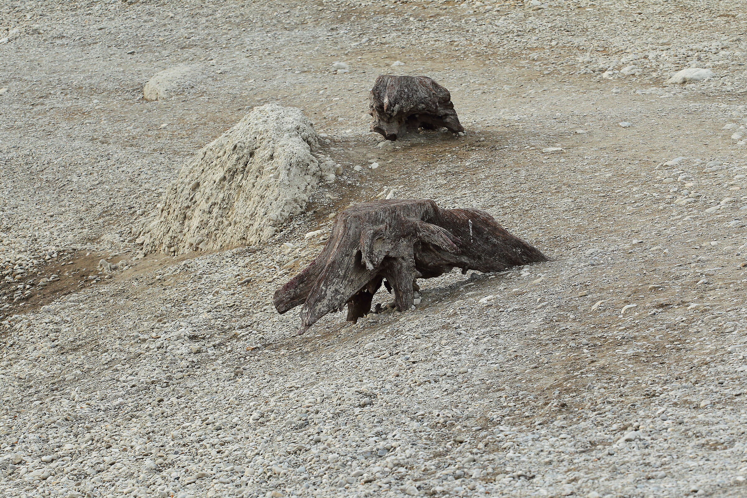 Sembra un lucertolone...