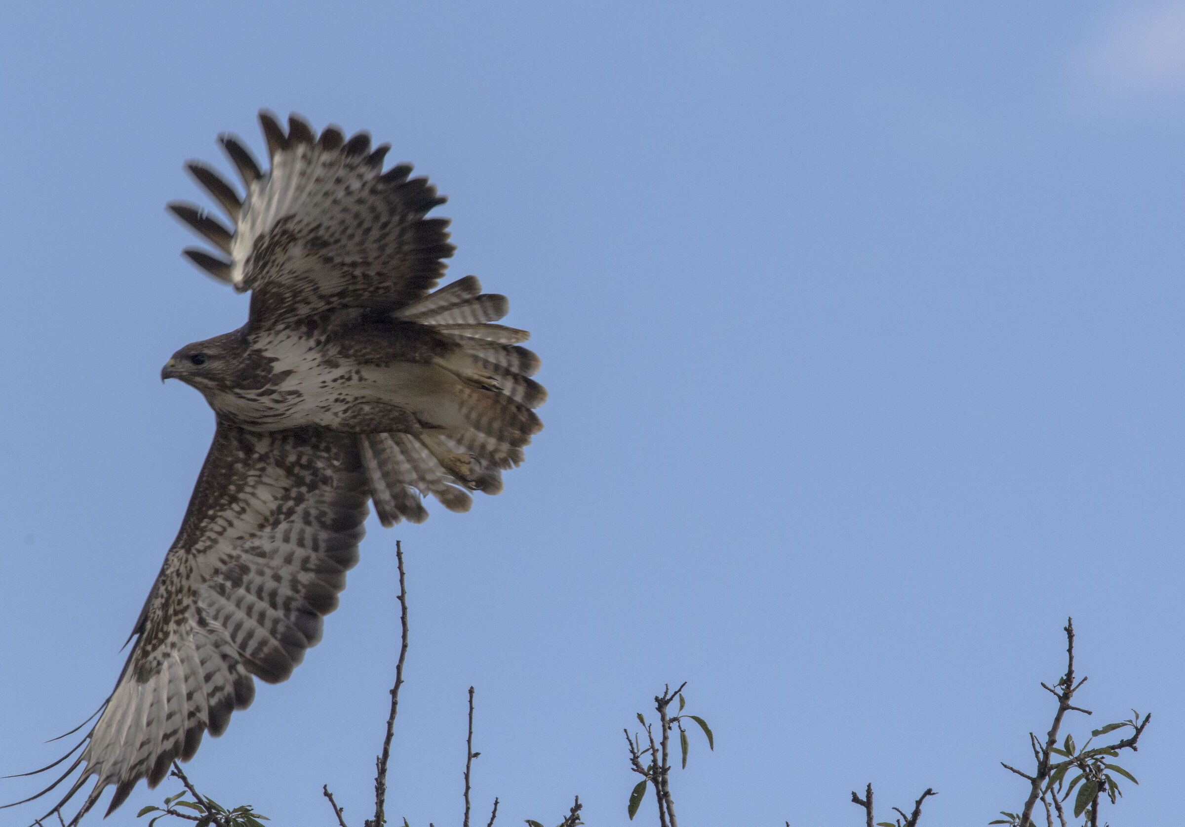 Buzzard taking off