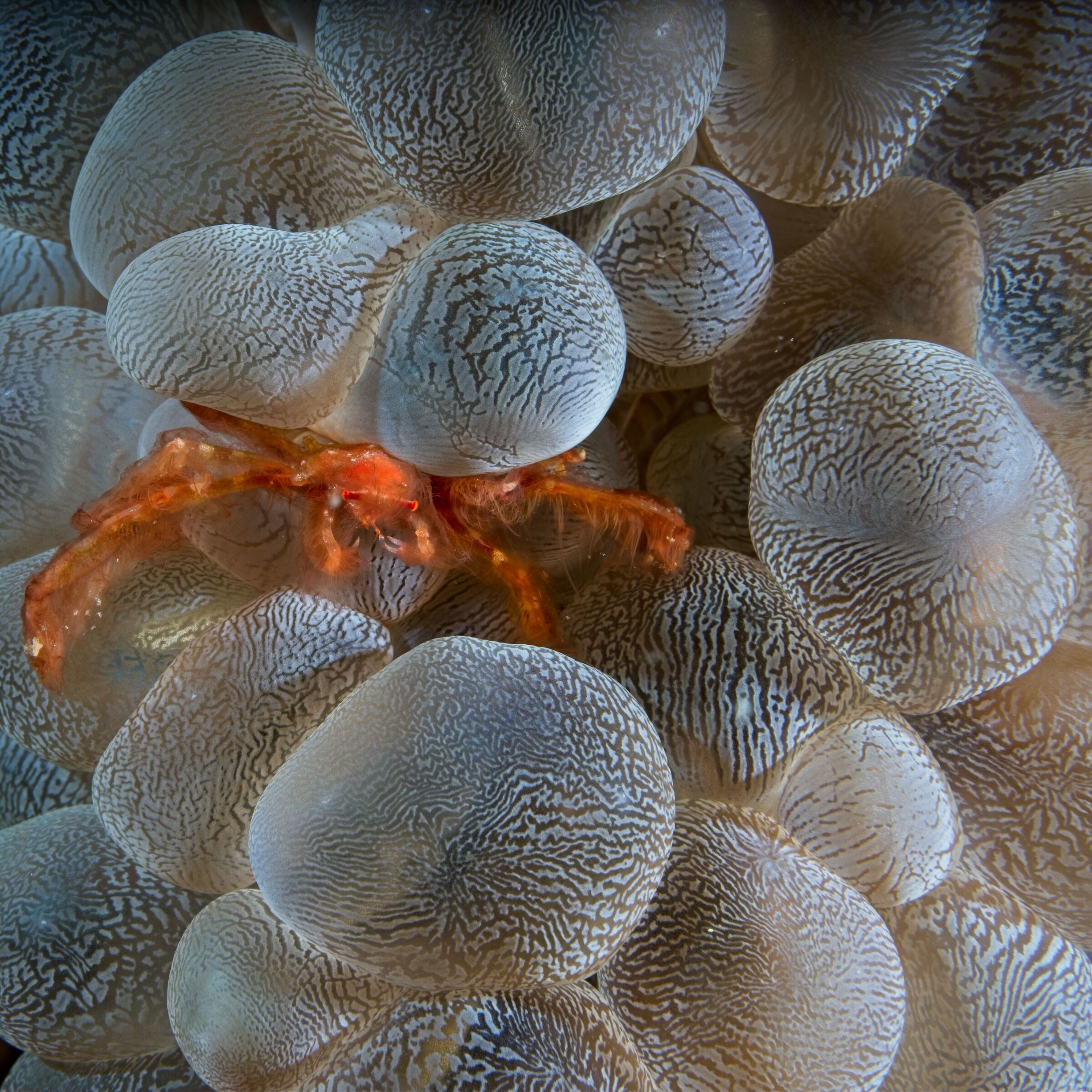 Bubble coral with orangutang crab